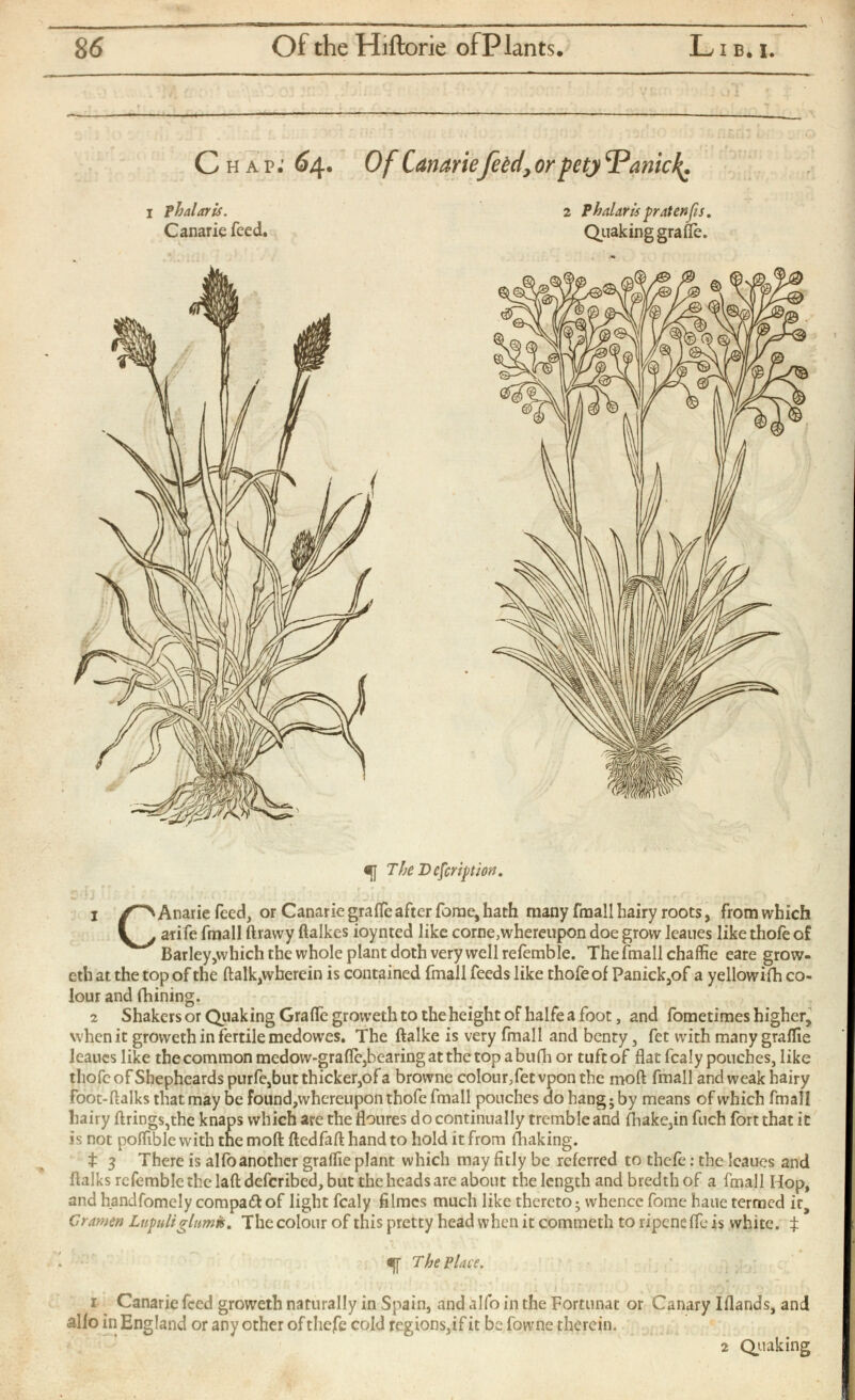 C h a r; 64. Of Canarie feed , or petj ‘’Panicky i phalaris. 2 Phalaris fratenfis . Canarie feed. Quaking grafle. The Description. 1 ✓’“'SAnarie feed, or Canariegrafle after forae, hath many fmall hairy roots, fromwhich l. arife fmall ftrawy ftalkes ioynted like corne,whereupon doe grow leaues like thofe of Barley,which the whole plant doth very well refemble. The fmall chaffie eare grow- eth at the top of the ftalk,wherein is contained fmall feeds like thofeof Panick,of a yellowifh co lour and fhining. 2 Shakers or Quaking Graife groweth to the height of halfe a foot, and fometimes higher, when it groweth in fertile medowes. The ftalke is very fmall and benty, fet with many graifie leaues like the common medow-grafle,hearing at the top a bufh or tuft of flat fcaly pouches, like thofe ofShepheardspurfc,but thicker,of a browne colour,fet vpon the moft fmall and weak hairy foot-ftalks that may be found,whereupon thofe fmall pouches do hang; by means of which fmall hairy firings,the knaps which are the floures do continually tremble and fhake,in fuch fort that it is not poffible with the moft ftedfaft hand to hold it from (baking. t 3 There is alfo another graifie plant which may fitly be referred to thefe: the leaues and ftalks refemble the laft deferibed, but the heads are about the length and bredth of a fmall Hop, and handfomcly compaft of light fcaly filmes much like thereto; whence fomehaue termed it, Gramm Lufuli glumk. The colour of this pretty head when it commeth to ripeneffe is white, t The Place. 1 ^ Canarie feed groweth naturally in Spain, and alfo in the Fortunat or Canary Iflands, and alfo in England or any other of thefe cold regions,if it be fowne therein. 2 Quaking
