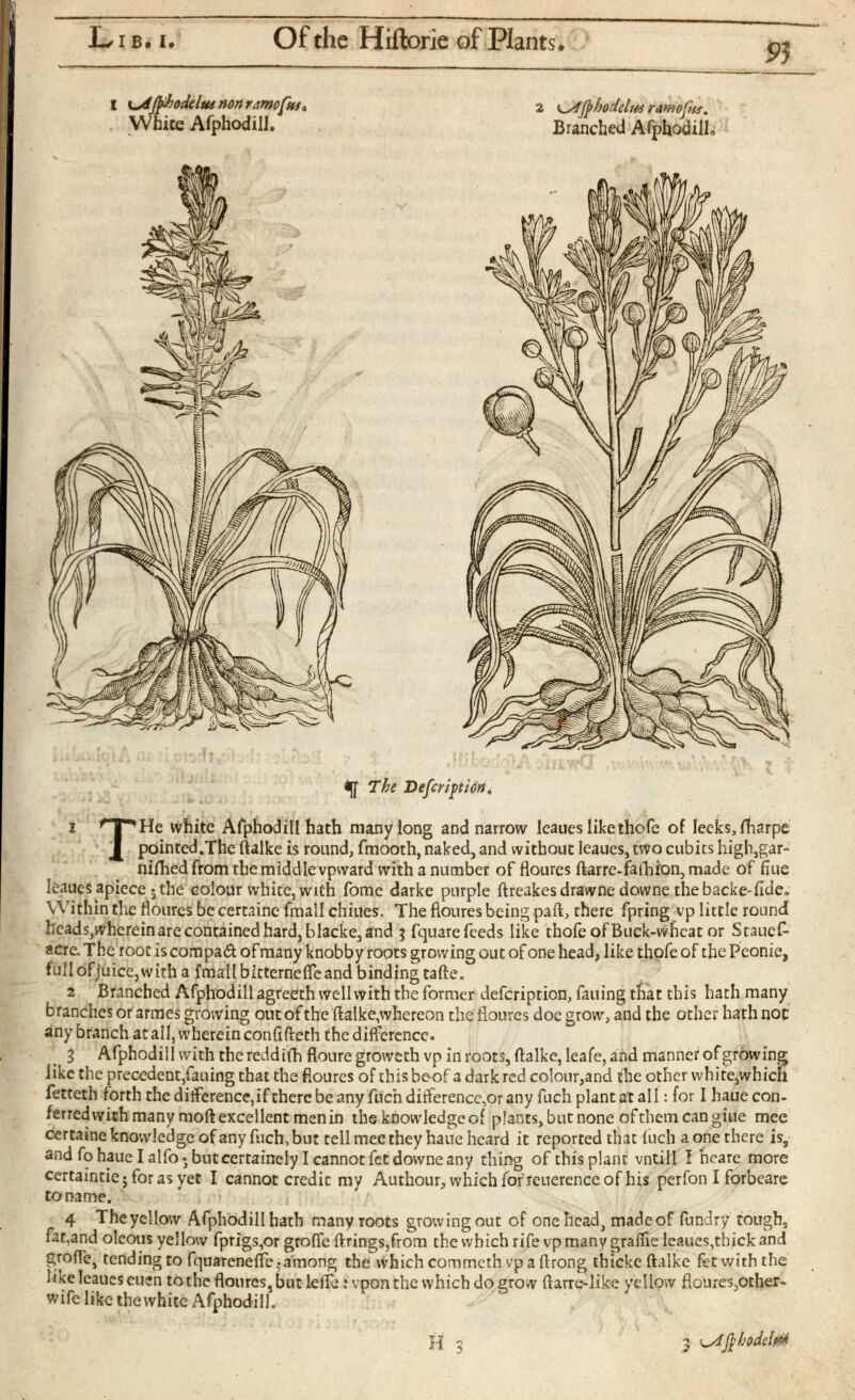 iff The Deferipion. 1 'T^He white Afphodill hath many long and narrow leaues like thofe of leeks, iharpe pointed.TJie ftalke is round, fmooth, naked, and without leaues, two cubits high,gar- nifhed from the middle vpward with a number of floures ftarre-fa fh ion, made of fine leaues apiece; the colour white, with fome darke purple ftreakes drawne downe the backe-fide» Within the floures be certaine fmall chines. The floures being pad, there fpring vp little round heads,wherein are contained hard, blacke, and 3 fquarefeeds like thofe of Buck-wheat or Stauef- acre. The root iscompad of many knobby roots growing out of one head, like thofe of the Peonie, fullofjuice,with a fmall bitternefleand binding tafte. 2 Branched Afphodill agreeth well with the former defeription, failing that this hath many branches or armes growing out of the ftalke,whereon the floures doe grow, and the other hath noc any branch at all, wherein confifteth the difference. 3 Afphodill with thcreddifh floure groweth vp in roots, ftalke, leafe, and manner ofgrdwing like the precedent,failing that the floures of thisbe-of a dark red colour,and the other white,which fetteth forth the difference, if there be any fuen difference,or any fuch plant at all: for I hauecon- ferredwith many moft excellent menin the knowledge of plants, but none of them can giue mee certaine knowledge of any fuch, but tell mee they haue heard it reported that iuch a one there is, and fohauelalfojbntcertainely I cannot fet downe any thing of this plant vntill I heare more certaintie; for as yet I cannot credic my Authour, which for icuerence of his perfon I forbeare to name. 4 Theycllow Afphodill hath many roots growing out of one head, madeof fundry tough, fat,and oleous yellow fprigs,or groffe firings,from the which rife vp many graffie leaues,thick and grofte, tending to fquarenefte* among the which commeth vp a ftrong thicke ftalke fet with the like leaues euen tothe floures,but lefte :vpon the which do grow ftarre-like yellow floures,other- wife like the white Afphodill.