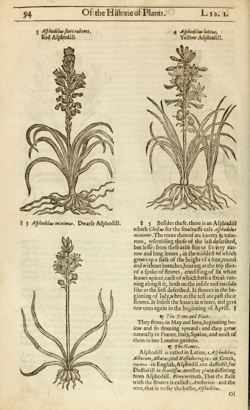 2 Afthodelus flore rubtntt> Red AfphodilL t J Afth$delus minimus, Dwaife Afphodilh 4 Afthodclus lute us. Yellow Afphodill. t 5 Befidesthefe,thercisan Afpliodill which C lupus for the fmalneife cals Afihodelus minimus .The roots thereof are knotty & tube rous, refembling thofe of the laft described, but lefle: from thefe arife Hue or fix very nar row and long leaues j in themiddeft of which grows vp a ftalk of the height of a footpound and without branches,bearing at the top ther* of a fpoke of floures, confiftingof fix white leaues apiece,each of which hath a {freak run ning alongft ir, both on the in fide and outfide like as the firft deferibed. It floures in the be ginning of Iuly^hen as the reft are part their floures.lt lofeththe leaues in winter, and gets new ones again in the beginning of April!. $ The Time and Place, They floure in May and Iune,beginning be low and fo flouring vpward: and they grow naturally in France,Italy,Spainc, and moft of them in our London gardens. The Names. Afphodill is called in Latinc, x^Ap>bodelus y Allmcum^Albucusimdi Hajlulus regia : in Greek, : in Englifh,Afphodil,not daffodil/or Daffodill is Narcijfus, another plant differing from Afphodill. Pliny writeth,That the ftalk with the floures is called c Antheritos .-and the root,that is to fay x\\Qbv\bt y A^bodclus. Of
