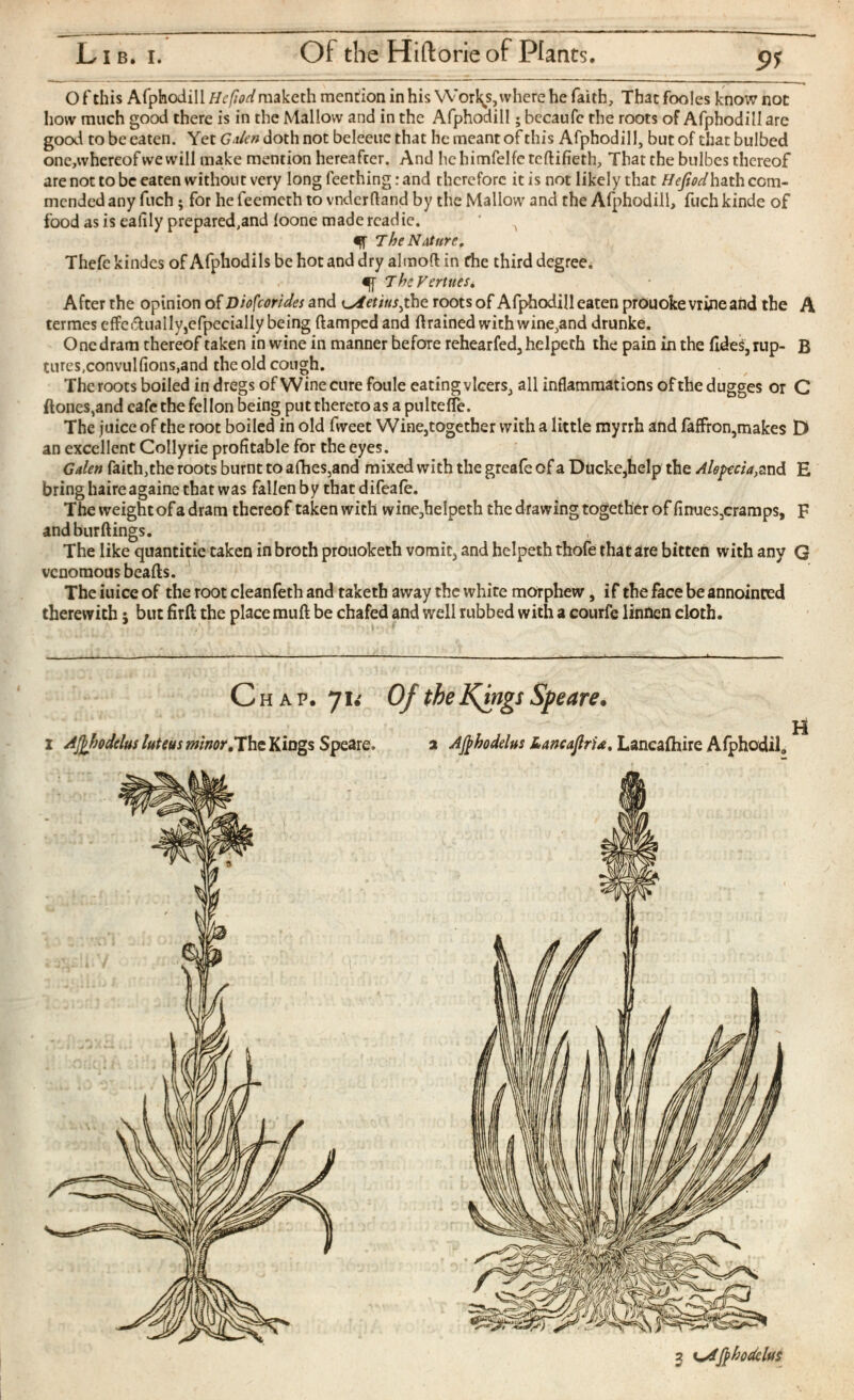 Of this Afphodill/fr/Wmaketh mention in his Worlds, where he faith, Thatfooles know not how much good there is in the Mallow and in the Afphodill; becaufc the roots of Afphodill are good to be eaten. Yet Galen doth not beleeucthat he meant of this Afphodill, but of that bulbed one,whereof we will make mention hereafter. And hehimfelfcteftifieth, That the bulbes thereof are not to be eaten without very long Teething: and therefore it is not likely that flejiodhzth com mended any fuch; for he feemeth to vnderftand by the Mallow and the Afphodill, fuch kinde of food as is eaiily prepared,and ioone made rcadie. ' A «ft The N Attire, Thefe kindes of Afphodils be hot and dry almoft in the third degree. ^ 7 he Vertues t After the opinion of Diofcorides and \^Aetius^ the roots of Afphodill eaten prouoke vrine and the A termes effe dually,efpecially being damped and drained with wine,and drunke. O ne dram thereof taken in wine in manner hefore rehearfed 3 helpeth the pain in the (Ides, rup- B tures,convuliions,and the old cough. The roots boiled in dregs of Wine cure foule eating vlcers, all inflammations ofthedugges or C ftones,and cafe the fellon being put thereto as a pultefle. The juice of the root boiled in old fweet Winejtogether with a little myrrh and faffron,make$ D an excellent Collyrie profitable for the eyes. Galen faich,the roots burnt to afhes 3 and mixed with the greafe of a Ducke,help the Alopecia,^ E bring haireagaine that was fallen by thatdifeafe. The weightof a dram thereof taken with wine 5 helpeth the drawing together of finues 3 cramps, F andburftings. The like quantitie taken in broth prouoketh vomit 3 and helpeth thofe that are bitten with any G venomous beads. The iuice of the root cleanfeth and taketh away the white morphew, if the face be annoinred therewith; but fird the place mud be chafed and well rubbed with a courfe linnen cloth. Chap. 71 iOf the I Aflffjodclus luteus minor,The Kings Speare. a Afthodelus LancaJlrU, Lancaihire Aiphodil. 2 Ksffthodcltts
