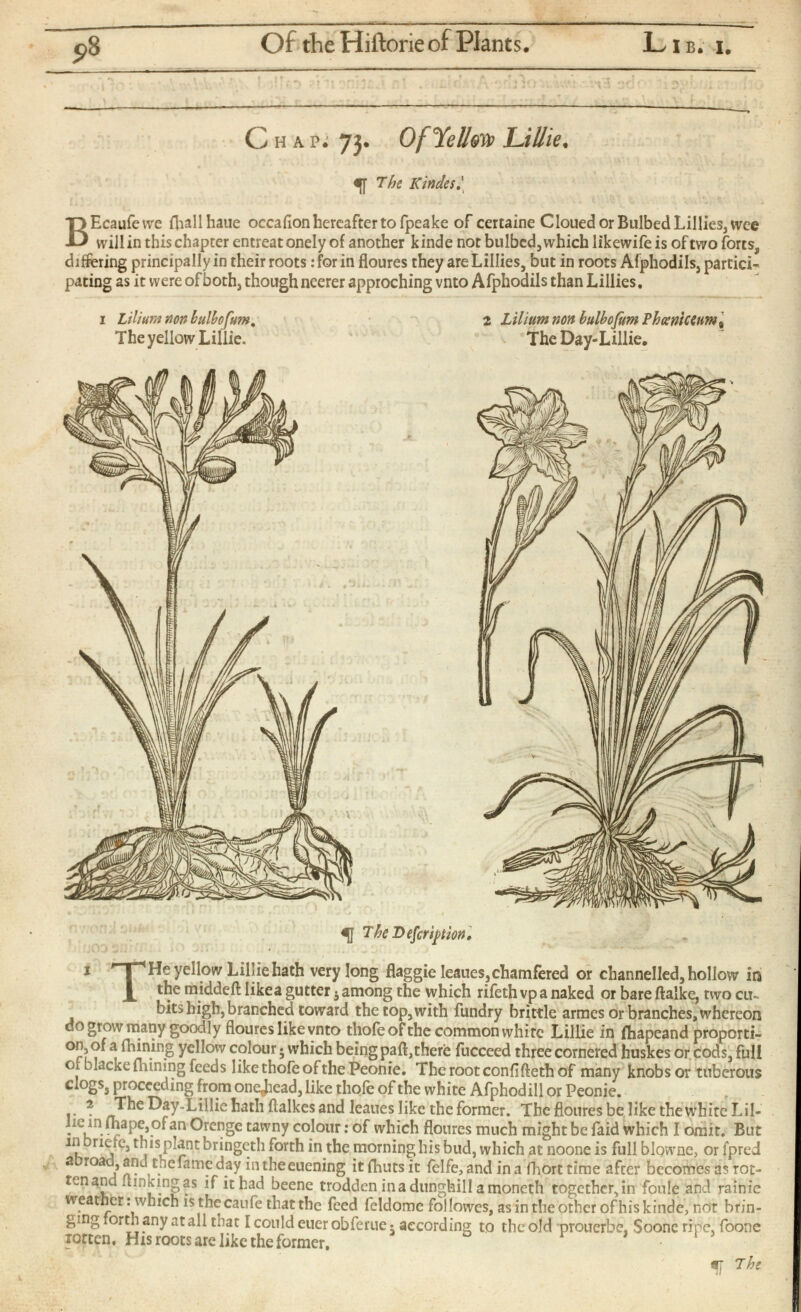 Of the Hiftorie of Plants. L i B. i. C h a pi 73. Of Yelled Lillie. «[ The Kindest B Ecaufewe {frail haue occafionhereaftertofpeake of certaine Cloued or Bulbed Lillies, wee will in this chapter entreat onely of another kinde not bulbed, which likewife is of two forts, differing principallyin their roots: for in floures they are Lillies, but in roots Afphodils, partici pating as it were of both, though neerer approching vnto Afphodils than Lillies. 1 Lilium non bulbo fum. The yellow Lillie. 2 Lilium non bulbofum Phconiccum , The Day-Lillie. 51 The Defer if tion. 1 'T'He yellow Lillie hath very long flaggie Ieaues, chamfered or channelled, hollow in the middeft like a gutter j among the which rifeth vpa naked or bare ftalke, two cu bits high, branched toward the top, with fundry brittle armes or branches, whereon do grow many goodly floures like vnto thofe of the common white Lillie in fhapeand proporti on, of a (Tuning yellow colour 5 which being paft,there fucceed three cornered huskes or cods, full of blacke fliining feeds like thofe of the Peonie. Therootconfiftethof many knobs or tuberous dogs, proceeding from one^iead, like thole of the white Afphodill or Peonie. 2 The Day-Lillie hath ftalkes and Ieaues like the former. TheflouresbelikethewhiteLil- . ,j n .(^ a P e, . 0 ^ an Orenge tawny colour: of which floures much might be faid which I omit. But in briefe, this plant bringeth forth in the morning his bud, which at noone is full blowne, or fpred abroad, and the fame day intheeuening it (huts it felfe, and in a fhort time after becomes as rot ten and (linking as if it had beene trodden in a dunghill a moneth together, in foule and rainie weather: which isthecaufe that the feed feldomc followes, as in the other of his kinde, not brin ging forth any at all that I could euer obferue • according to the old prouerbe, Soonc ripe, foone totten. His roots are like the former. m The