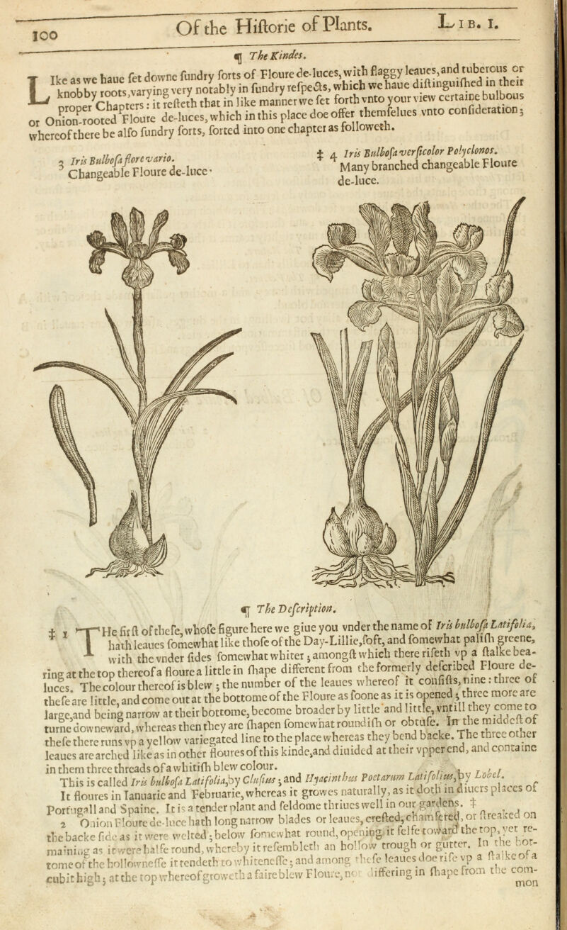 loo Of the Hiftorie of Plants. Lib, i. ThtKindes. L Ikeaswehaue fet downe fundry forts of Floure deduces, with flaggy leaues, and tuberous or knobby roots,varying very notably in fundry refpe¿is, which wehaue diftinguifhed in their proper Chapters: it refteth that in like manner we fet forth vnto your view certaice bulbous or Onion-rooted Floure de-luces, which in this place doe offer themfelues vnto confideration; whereof there be alfo fundry forts, forced into one chapter as followeth. 5 Iris Bnlboftf.orevario. X 4 Iris Bulhfaverficolor Polyclonos. Changeable Floure de-luce’ Many branched changeable Floure de-luce. . «I The Defection. í 1 'T'Hefirft of thefe, whofe figure here wc giueyou vnderthenameof IrkbulbofaLntifilia , I hath leaues fomewhat like thofe of the Day-Lillie,foft, and fomewhat palifli greene, with the vnder fides fomewhat whiter jamongft which there rifeth vp a ftalke bea ring at the top thereof a floure a little in fhape different from the formerly deferibed Floure de- luces. The colour thereof is blew 5 the number of the leaues whereof it confifis, nine: three of thefe are little, and come out at the bottome of the Floure as foone as it is opened* three more are large,and being narrow at their bottome, become broader by little and little, vntill they come to turne dovvneward, whereas then they are fiiapen fomewhat roundifh or obtufe. In the middefi of thefe there runs vp a yellow variegated line to the place whereas they bend backe. The three other leaues arcarched like as in other flouresofthis kindCianddiuided at their vpper end, and cpncaine in them three threads of a whitifh blew colour. This is called Iris bitlbofa Latifolia^by Clufms • and Hyacinths Poet drum Latifolius^hy Lobel . It floures in Tanuaric and Februarie, whereas it growes naturally, as it doth in diners places of Port’Tgall and Spainc. It is a tender plant and feldome thriues well in our gardens. $ 2 Onion Floure deduce hath long narrow blades or leaues, crefied, chamfered, or fireaked on the backe fide as it were welted; below fomewhat round, opening it felfetoviara the top, yet re maining as it /ereha!fe round, whereby it refembleth an hollow trough or gutter. In the bot tomed the hollowneife ittendeth to whitenefie;and among thefe leaues doe rife vp a ftalkeofa cubit high • at the top whereofgroweth a faire blew Floure, n<- offering in fhape from the com mon