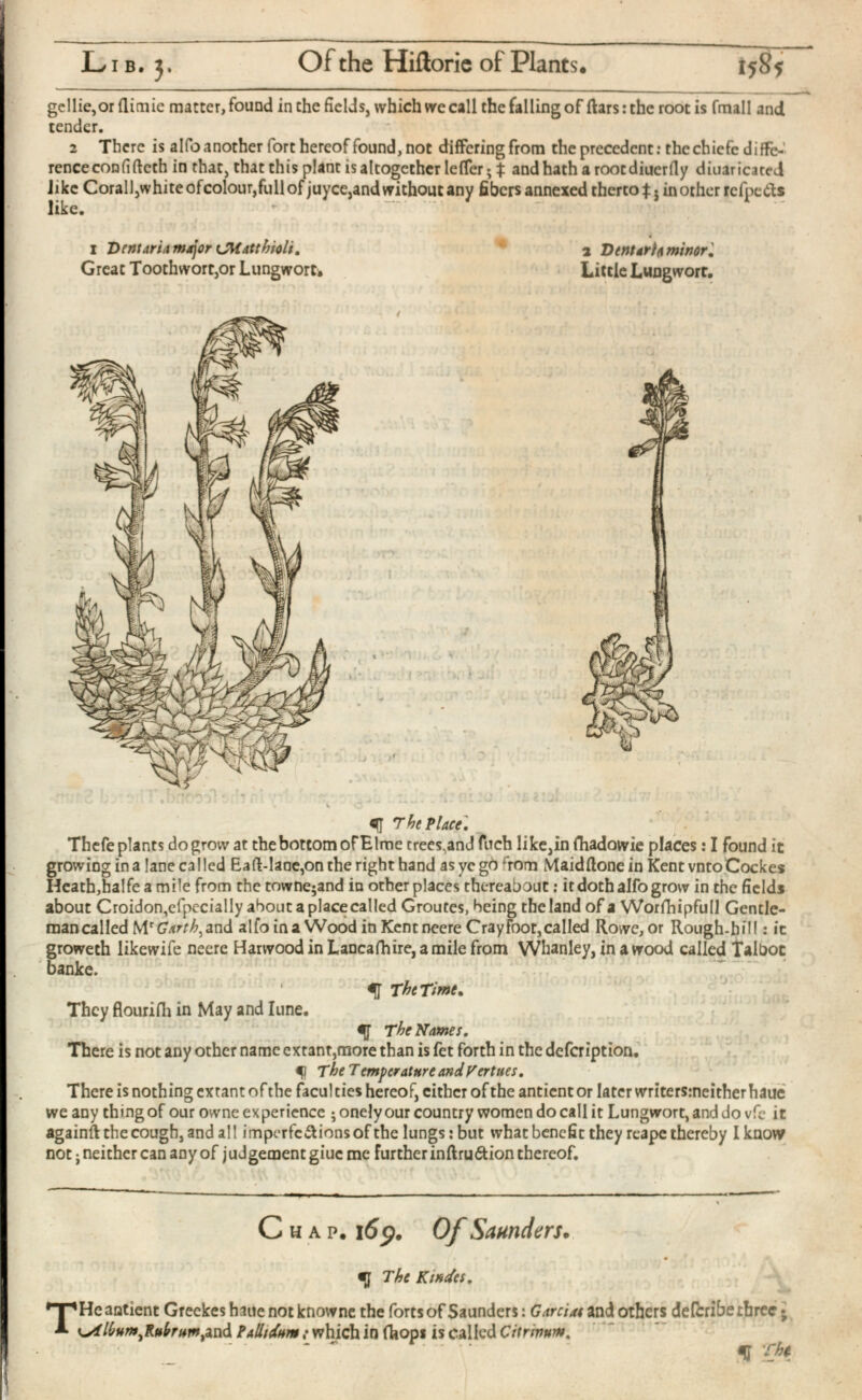 Lib. j. Of the Hiitoric of Plants* gcllie,or ilimic matter, found in the fields, which we call the falling of ftars: the root is fmall and tender. 2 There is alfoanother fort hereof found, not differing from the precedent: thcchicfe diffe rence con fifteth in that, that this plant is altogether IefTer; t and hath arootdiucrfly diuaricated Jikc Corall,whiteofcolour,fullof juyee,and without any fibers annexed therto^j in other refpetts like. I T>rnt aria major dtatthioli. a Dent aria minor J Great Toothwort,or Lungwort* Little Lungwort. The Place. Thefe plants do grow at the bottom of Elme trees,and fuch like,in fhadowie places: I found it growing in a lane called Eaft-lane,on the right hand as ye go r rom Maidilone in Kent vntoCockes Heath,halfe a mile from the towne^and in other places thereabout: it doth alfo grow in the fields about Croidon,cfpecialIy about a place called Groutes, being the land of a Worfhipfull Gentle- mancalled M r C<^,and alfo ina Wood in Kent neere Cray foot, called Rowe, or Rough-hill: ic groweth likewife neere Harwood in Lancaihire, a mile from Whanley, in a wood called Talbot banke. ^ The Time . They flourifh in May and Iune. The Names. There is not any other name cxrant,more than is fet forth in the defeription. The Temper attire and Vcrtues. There is nothing extant of the faculties hereof, cither of the antientor later writersmeitherhaue we any thing of our owne experience ;onelyour country women do call it Lungwort, and do vfc it againft the cough, and all imperfcSions of the lungs: but what bencfic they reape thereby I know not j neither can any of j u J gement giue me further inft ru&ion thereof. Chap, i 6 $. Of Saunders. % The Kitties. T He antient Greekes haue not knowne the forts of Saunders: Garciat and others deferibe three • k^AH/ um.Rabtim.ind Pallidum .* which in fhopi is called Citrmum. ■ ^ Tht