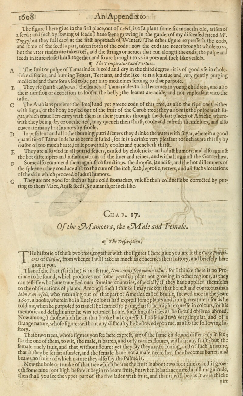 The figure I here giue in the firft place,out of Lobd y is of a plant fome fix moneths old, arifenof a feed: and fuch by (owing of feeds I hauefeene growing in the garden of my dilceafed friend M r . T^^but they ftill died at the firft approach of Winter. The other figure exprefteth the cods, and fome of the feeds apart, taken forth of the cods mow the cods are neuerbrought whole to vs, but the vtter rindes are taken off 5 and the firings or nerues that run alongft the cods, the puipe and feeds in it are clofe thruft together,and fo are brought to vs in pots and fuch like veffels. «g TbeTemperature and Vcrtnes. A The fruit or puipe of Tamarindes is cold and dry in the third degree: it is of good vfe in chole- ricke difeafes, and burning Feuers, Tertians, and the like: it is a Ienitiue and very gently purging medicine and therefore vfed tobe put into medicines feruing to that purpofe. 2 They vfe (faith ^Alptnus) the leaues of Tamarindes to kill wormes in young children; and alfo their infufionordeco&ion toloofen the belly5the leaues areacide,and not vnpleafancvntothe tafte. C The Arabians preferuc the fmajland yet greene cods of this tree, as alfo the ripe ones, either with fiigar, or the hony boy led out of the fruit of the Carob tree: they alfo mix the puipe with fu- gar,which trauellers carry with them in their journies through the defart places of Africke, where with they being dry or ouerheated, may quench their thirft,coole and refreih themfelues, and alfo euacuate many hot humors by ftoole. X) In peftilent and all other burning putrid feuers they drinke the water with fugar, wherein a good ' quantitie of Tamarinds haue beene infufed j for it is a drinke very pleafant to fuch as are thirfty by reafonof too much heate,for it powerfully cooks and quencheth thirft. g They are alfo vied in all putrid feuers, caufed bycholericke and aduft humors, and alfo againft the hot diftempers and inflammations of the liuer and reines, and withall againft the Gonorrhea. p Some alfo commend them againft obftru<ftions, the dropfie, jaundife, and the hot diftempers of the fpleene : they conduce alfo to the cure of the itch,fcabJcprofie, tetters, and all fuch vlccrations of the skin which proceed ofaduft humors. q They are not good for fuch as haue cold ftomackes, vnlefie their coldnefle be corre&ed by put ting to them Mace,Anife feeds,Squinanth,or fuch like. Chap. 17. Of the fAfamoera, the tfAFale and Female . «g The Description, T Hehiftorie of thefe two trees,together with the figures I here giue you,arc it the Curd Pojleri- orcs of ClufiMi from when.ee I will take as much as concernes their hiftory, and briefely here giue it you. That of the Poet (faith he) is moft true, Non omnisfert omnia tellus: for I thinke there is no Pro- uince to be found, which produces not fome peculiar plant not growing in other regions, as they can teftifie who haue trauelled oucr forreine countries, efpecially if they haue applied themfeles to the obferuations of plants. Amongft fuch I thinke 1 may reckon that hone ft and courteous man lohnVan 'vfelc, who returning out of that part of America called Brafile, fhewed mee intheyeare 1607. a booke,wherein he inliuely colours had expreft fome plants and liuing creatures: for as he told me,whcn he purpofed to trauell he learned to paint,that fo he might exprefTc in colours,for his memorieand delight after he was returned home, fuch fingularitiesas he (hould obierue abroad. Now amongft thofe which he in that bookebad expreifed, I obferued twb very Angular, and of a ftrange nature, whofc figures without any difficulty he beftowed vpon me, as alfo the following hi ftory. Theie two trees, whofe figures you fee here expreft, are of the fame kindc,and differ only in (ex • for the one of them, to wit, the male, is barren, and only carries floures, without any fruit ; but the female onely fruit, and that without floure: yet they fay they are fo louing, and of fuch a nature, that if they be fet far afunder,and the female haue not a male neerc her, ihee becomes barren and bearesno fruit: of which nature they alfo fay the Palme is. Now the bole or trunke of that tree which bcares the fruit is about two foot thickc,and it grow- eth fome nine foot high before it begin to beare fruity but when it hath acquired a juft magnitude, then (hall you fee the vpper partef the tree laden with fruit, and that it will bee as it were tbicke girt