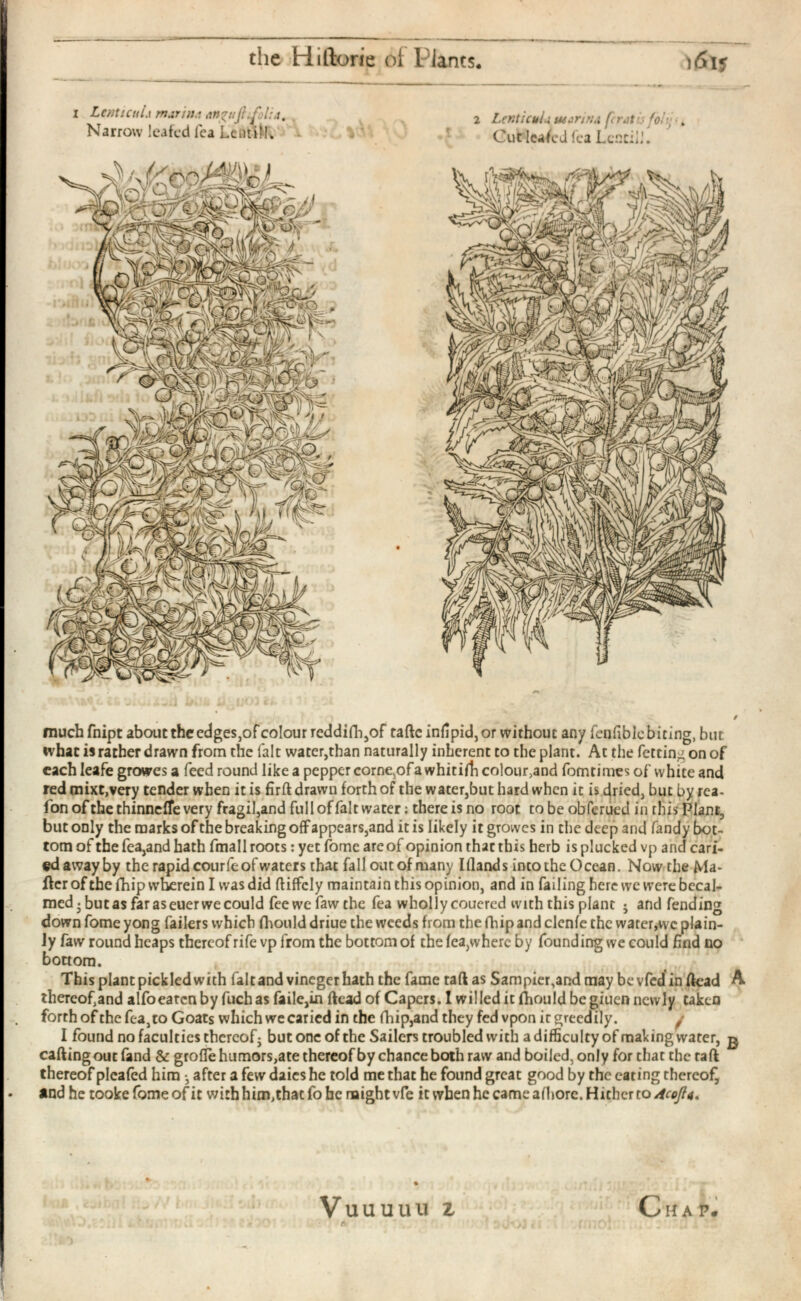 the Hiftorie of Plants. 1 Lenticul.\ mar in.*, angujt ¿folia. 2 LenttcuhituArinA fcrjtis foltj' t Narrow leafed lea LentiM„ Cut leafed lea Lentil^ much fnipt about the edges,of colour reddifh,of taftc iniipid, or without any feu fib 1c biting, but ivhac is rather drawn from the fait watcr,than naturally inherent to the plant. At the fetting on of each leafe growes a feed round like a pepper corne,of a whit ifh colour,and fomtimes of white and red mixt,very tender when it is firft drawn forth of the water,but hard when it is dried, but by rea- fon of the thinneffe very fragil,and full of fait water: there is no root to be obferued in this Plant, but only the marks of the breaking off appears,and it is likely it growes in the deep and Tandy bot tom of the fea,and hath fmall roots: yet fome are of opinion that this herb is plucked vp and cari- edawayby the rapid courfe of waters that fall out of many Ifiands into the Ocean. Now the Ma iler of the fhip wherein I was did ftiffcly maintain this opinion, and in failing here we were becal med . but as far as euer we could feewefawthc fea wholly coucred with this plant ; and fending down fome yong failers which fhould driue the weeds from the fhip and clcnfe the water,wc plain ly faw round heaps thereof rife vp from the bottom of the fea,where by founding we could find no bottom. This plant pickled with fait and vineger hath the fame tad as Sampier,and may be vfed in dead thercofand alfoeatcn by fuch as faile,in dead of Capers. I willed it fhould be giuen newly taken forth of the fea, to Goats which we car ied in the fhip,and they fed vpon it greedily. v I found no faculties thereof • but one of the Sailers troubled with a difficulty of making water, cading out fand & grofle humors,ate thereof by chance both raw and boiled, only for that the raft thereof plcafed him •, after a few daies he told me that he found great good by the eating thereof, and he tookefomeofit withhim^hatfohe might vfe it when he came afhore. Hitherto Acofli. A B