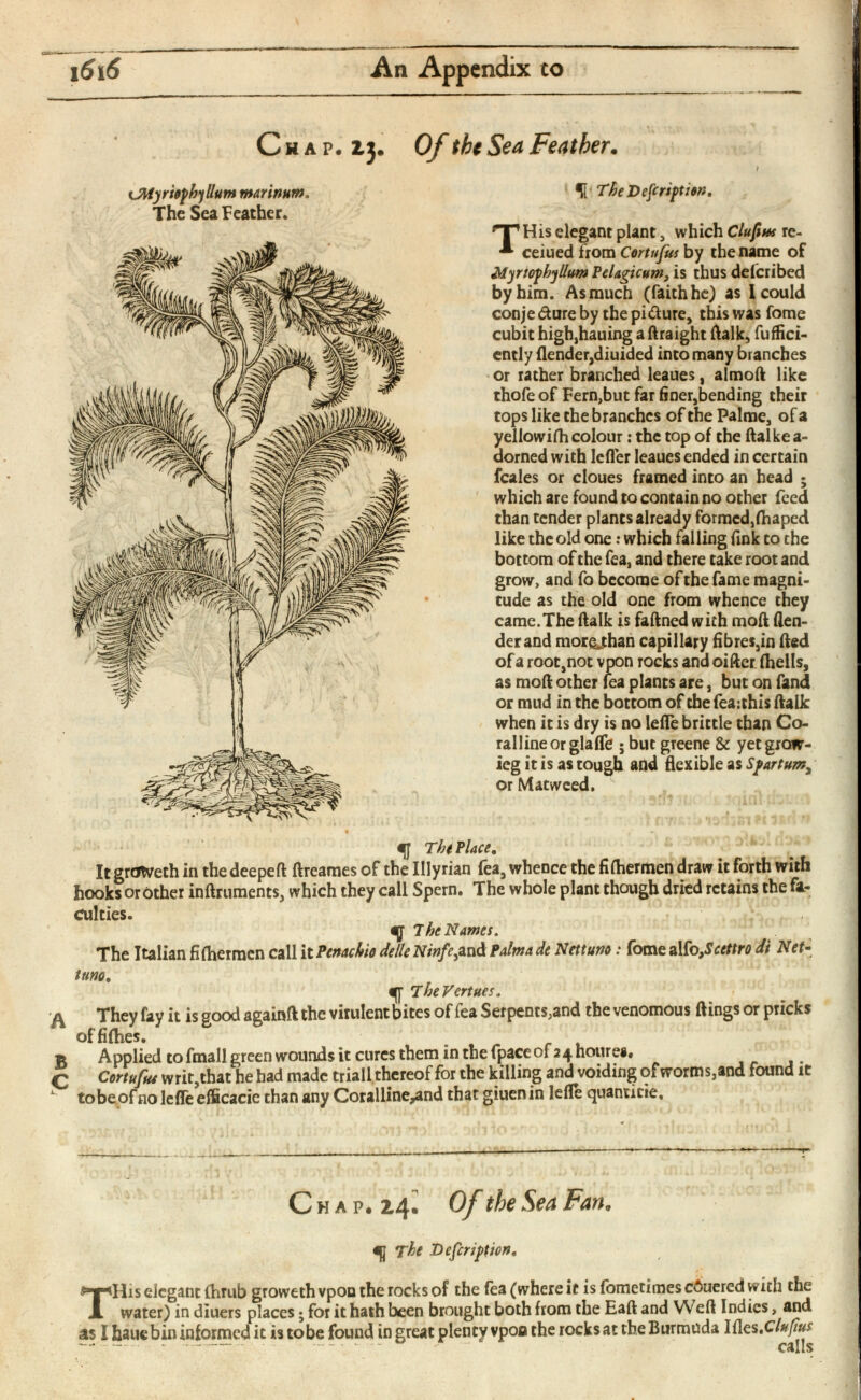 Chap. 13. Of the Sea Feather . CMyriephyllum marinum. The Sea Feather. H The Description. npHis elegant plant, which Cluftbs re- ceiued from Cortufus by the name of Myrtophyllum PeUgicum, is thus deicribed by him. As much (faith he) as I could conje < 5 ture by the pi&ure, this was fome cubit high,hauing a ftraight ftalk, fuffici- ently (lender,diuided into many branches or rather branched leaues, almoft like thofe of Fern,but far finer,bending their tops like the branches of the Palme, of a yellowifh colour: the top of the ftalkea- dorned with lefler leaues ended in certain feales or cloues framed into an head • which are found to contain no other feed than tender plants already formed,fhaped like the old one: which falling fink to the bottom of the fea, and there take root and grow, and fo become of the fame magni tude as the old one from whence they came.The ftalk is faftned with moil (len der and morejhan capillary fibres,in (led of a root,not vpon rocks and oifter (hells, as mod other fea plants are, but on fand or mud in the bottom of the feajthis ftalk when it is dry is no lefle brittle than Co ralline or glafle ; but greene & yetgrow- ieg it is as tough and flexible as Spartum^ or Matweed. f The Place. It grdWeth in the deepeft ftreames of the Illyrian fea, whence the fiihermen draw it forth with hooks or other inftruments, which they call Spern. The whole plant though dried retains the fa culties. ^ 7 he Names. The Italian fiihermen call it Penachio delle Ninfe^nd Palma de Nettuno: fomealfo ,Scettro di Net - turn. TheVertues. д They fay it is good againft the virulent bites of fea Serpents,and the venomous flings or pricks of fifties. Applied to fmall green wounds it cures them in the fpace of 24 houre§, Q Cortufw writ,that he had made triall thereof for the killing and voiding of worms,and found it k to be of no lefle eificacie than any Coralline^nd that giuenin lefle quanticie. Chap. 2,4» Of ^e Sea Fan , The Definition. T His elegant (hrub groweth vpon the rocks of the fea (where it isfometimesc6ueredwith the water) in diuers places ; for it hath been brought both from the Eaft and Weft Indies, and as I haue bin informed it is tobe found in great plenty vpoo the rocks at the Burmuda Ides .Clupus calls