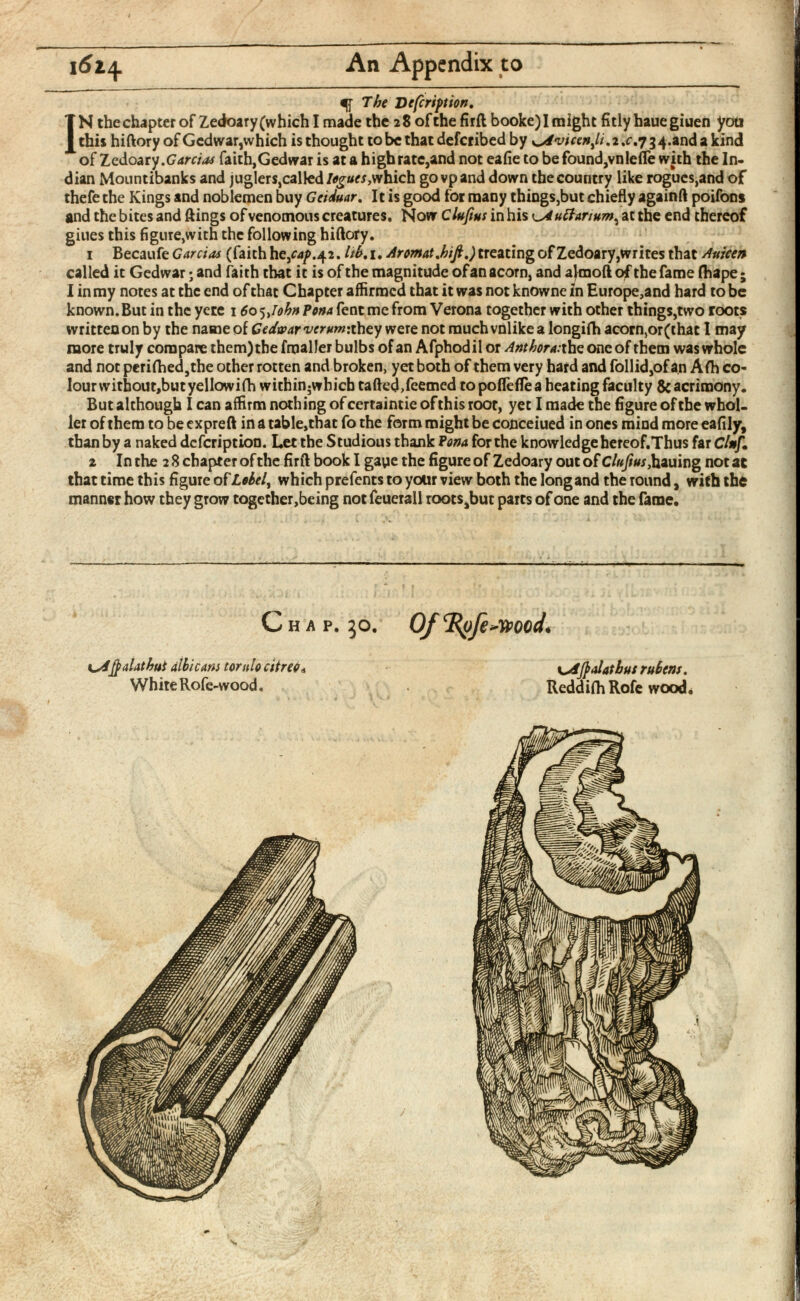 1614. An Appendix to % The Vefcription, I N the chapter of Zedoary (which I made the 28 of the firft booke)I might fitly hauegiuen you this hiftory of Gedwar,which is thought to be that defcribed by vicenji.2 % c,734.and 2 kind of Zedoary .Garcias faith,Gedwar is at a high rate,and not eafie to be found,vnlefTe with the In dian Mountibanks and juglers,called%#w,which govpand down the country like rogues,and of thefe the Kings and noblemen buy Geiduar . It is good for many things,but chiefly againft poifons and the bites and flings of venomous creatures. Now Clujius in his ^Auttanum^ at the end thereof giues this figure,with the following hiftory. 1 Becaufe Garcias (faith lib, 1. Aromat ,hijl,) treating of Zedoary,writes that Auicen called it Gedwar; and faith that it is of the magnitude of an acorn, and almoft of the fame fhape; I in my notes at the end of that Chapter affirmed that it was not knowne in Europe,and hard to be known. But in the ycre 1 60 5, lohn Pona fent me from Verona together with other things,two roots written on by the name of Gedwar verum:ihty were not much vnlike a longifh acorn,or(that I may more truly compare them) the fmaller bulbs of an Afphodil or Anther a: the one of them was whole and not periihedjthe other rotten and broken, yet both of them very hard and follid,of an Afti co lour without,but yellowifh within ; whicb tafted,feemed to poflefle a heating faculty 8c acrimony. But although I can affirm nothing of certaintie of this root, yet I made the figure of the whol- ler of them to be expreft in a table,that fo the form might be concerned in ones mind more eafily, than by a naked description. Let the Studious thank Pona for the knowledge hereof.Thus far Cl*f. 2 In the 2 8 chapter of the firft book I gaye the figure of Zedoary out of Clujius, hauing not at that time this figure of Lobel , which prefents to your view both the longand the round, with the manner how they grow together,being not feuerall roots,but parts of one and the fame.