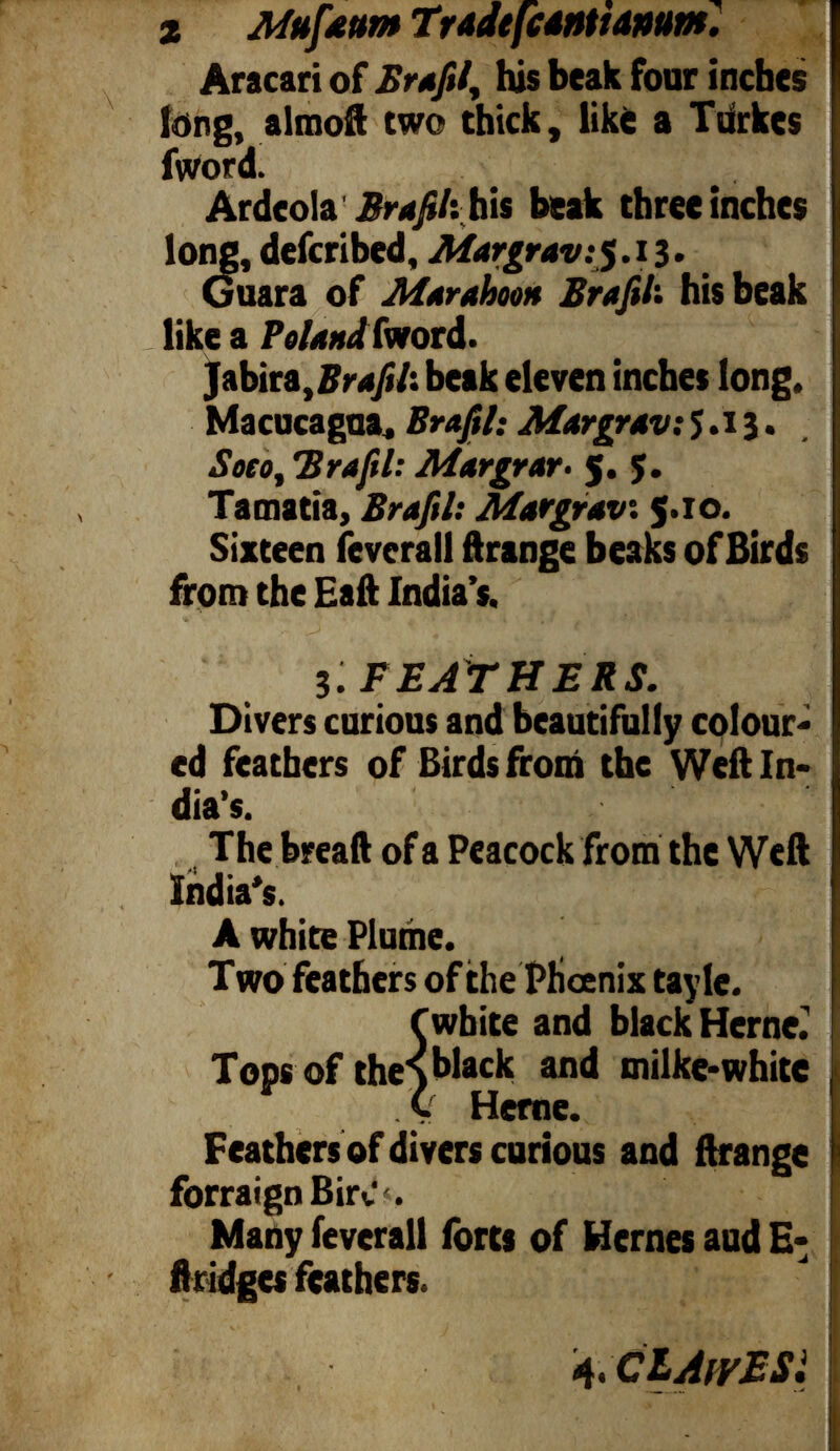 Aracari of Brafil, his beak four inches long, almoft two thick, like a Turkcs fword. Ardco\& Brafik his beak three inches long, defcribed, Margr 5.13. Guara of Marahoon Brafil: his beak like a Poland fword. Jabira,/? rafil: beak eleven inches long. Macucagaa, Brafil: Margrav: $.13. Soto, Brafil: Margrar 5. 5. Tamatia, Brafil: M : 5.10. Sixteen fevcrall ftrange beaks of Birds from the Eaft India’s. 3; FEATHERS. Divers curious and beautifully colour ed feathers of Birds from the Weft In dia’s. The bread of a Peacock from the Weft India's. A white Plume. Two feathers of the Phoenix tayle. f white and black Herne. Tops of the 1 ) black and milke-white . v Herne. Feathers of divers curious and ftrange forraignBirv«. Many feverall forts of Hemes aud E- ft ridges feathers. 4 4. CLAivESi