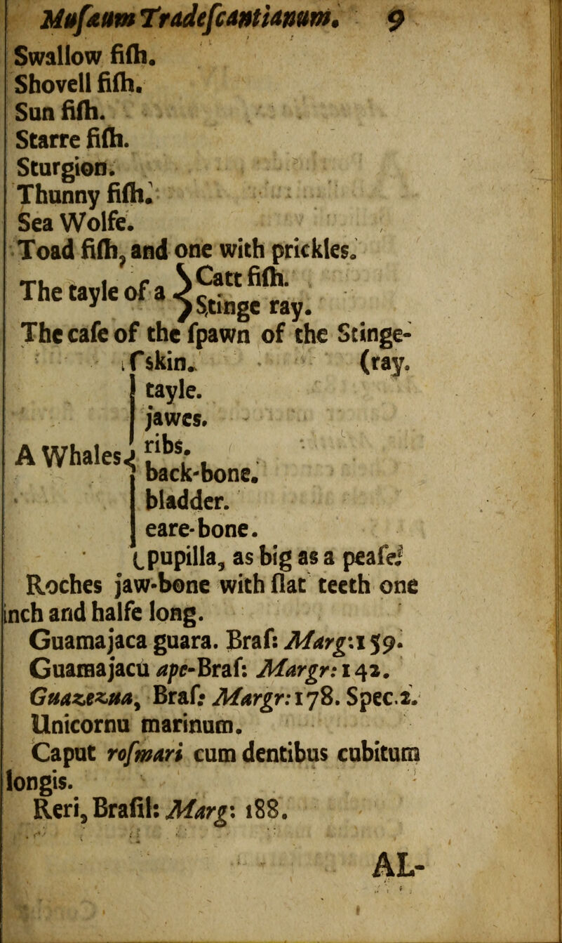 Muf&um TradefcWtamm, 9 Swallow fifli. Shovell fiih. Sun fifh. Scarre fiih. Sturgion. Thunny filh. Sea Wolfe. Toad fifh ? and one with prickles. The»,Ieof^“ ay . The cafe of the fpawn of the Stinge- Roches jaw-bone with flat teeth one inch and halfe long. Guamajaca guara. Braf: Margn 59. Guaraajacu ape- Braf: GuazezMy Braf; Margr: ijS. Speci. Unicornu marinum. Caput rofmari cum dentibus cubitum longis. Reri, Brafil: Marg: 1S8. (ray A Whales.» gl. back-bone, bladder, eare- bone. I pupilla, as big as a peafei AL
