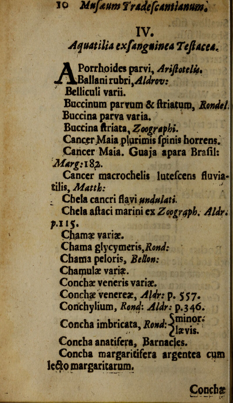 io Mufeum TrAdefcAntUnm, IV. Aquatilia exfanguinea Tejlacea. ' I ' •?-. ■ , .i A Porrhoides parvi, Ballani rubri ¡Aldrov: fielliculi varii. Buccinum parvum 8c ftriatum, Rondel, Buccina parva varia. . Buccina ftriata, Zoographi. Cancer.Maia plurimis fpinis horrens. Cancer Maia. Guaja apara BrafiI: Marg:\2p». Cancer macrochelis lutefeens fluvia* tilis, Mattfa: L Cbela cancri flavi undulati. Chela aftaci marini ex Aldr. p.n$. Chamae variae. Chama glycymeris,&W; Cbama peloris, BtUon: Chamulae varis. Conchae veneris variae. Conchae Venereae, Aldr: p. 557. Conchylium, Rond: Aldr: p.346. Concha imbricata, Rond: ^j^^ r ’ Concha anatifera, Barnacies. Concha margaritifera argentea cum lcSo margaritarum. !>■• ' * ■ * • - Conchae