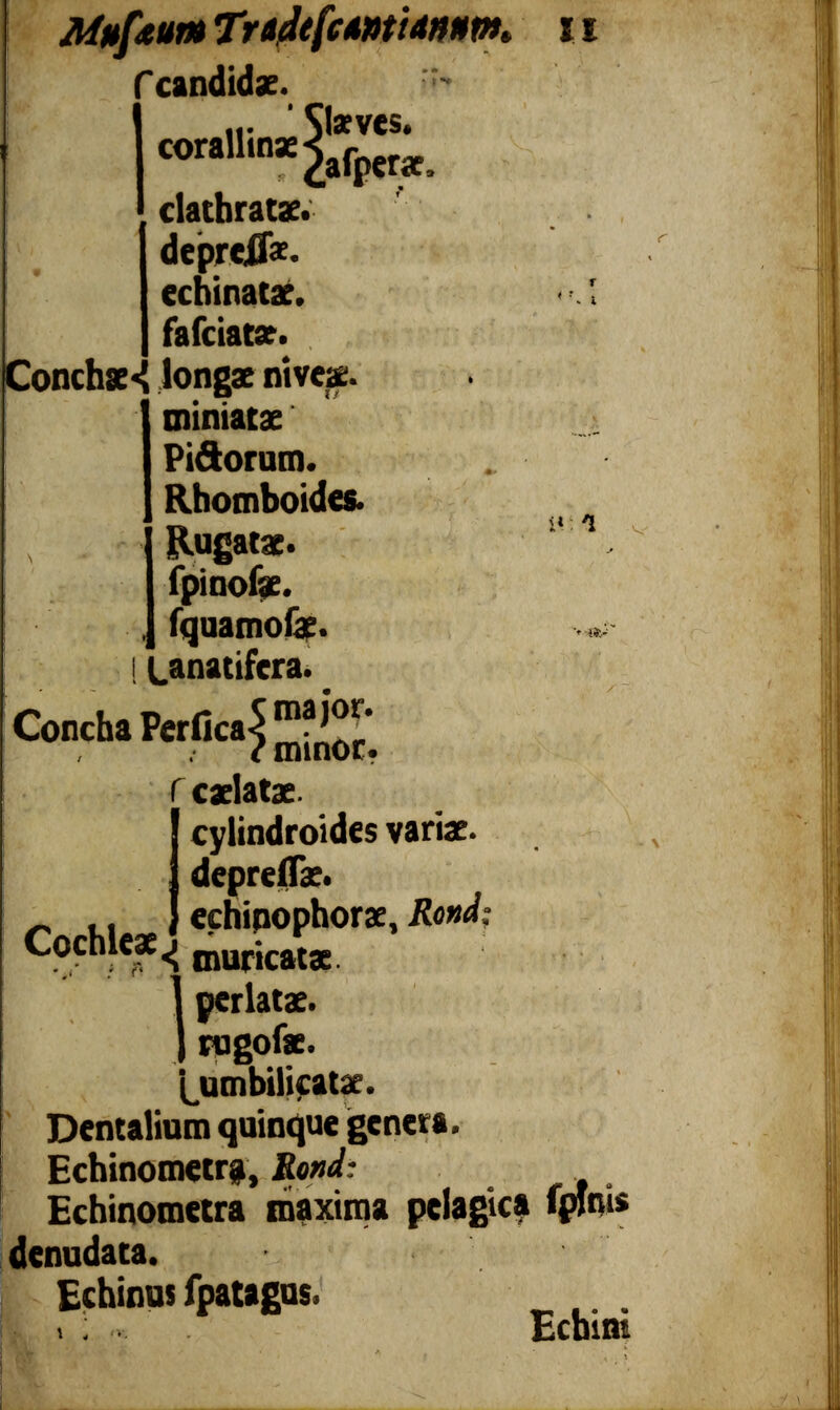 i* 'l > i»y Afttfeum T ridefcAMiannnh 11 candidae. cor>'l'«^ri. clathratae. depreif*. echinatae. .. ; k fafciatæ. onchae«{ longae niveae, miniatae Piâorum. Rhomboidea. Rugatae. fpinofe. fquamofae. 1 Lanatifera. Concha Perfica^ ma ^‘ l minor. f caelatae. cylindroides variae, depreflæ. Cnrhl** ! cchip °P horae ’ Rond: Cochleae^ mur i cat3E 1 perlatae, rugofae. [umbilicatae. Dentalium quinque genera. Echinometrp, Rond: Echinometra maxima pelagie? ipfeis denudata. Echinus fpatagus. > ; > Echini