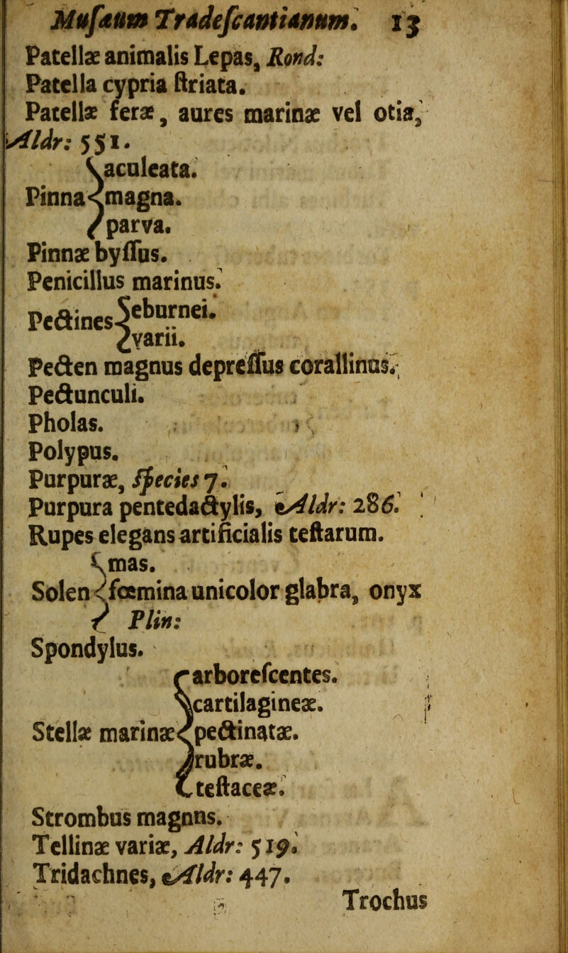 Patellae animalis Lepas, Patella cypria ftriata. Patellae (erae, aures marinae vel otia, Aldr: 551. V. aculeata. Pinna<magna. /parva. Pinnae byiTus. Penicillus marinus. Piaioes 5 eb ” nei - ¿yarii. Peden magnus depreifus corallinus. Pedunculi. Pholas. > Polypus. Purpurae, ifeeies 7 l Purpura pentedadylis, tAldr: 28 6. Rupes elegans artificialis teftarum. \mas.' Solen < foemina unicolor glabra, onyx / Plin: Spondylus. arborefcentes. cartilagineae. | Stellae marinae<pedinatae. rubrae, teftacear, Strombus magnns. Tellinae variae, Aldr: 519. Tridachnes, tAldr: 447. * Trochus i »