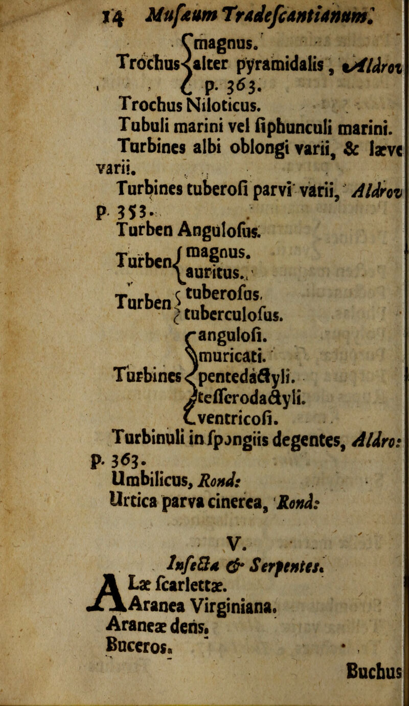 14 Mufettm Tradefcantiatwml ■ Cmagnus. Trochus<aIter pyramidalis, t/iidrot 'P* 5^3* Trochus Niloticus. Tubuli marini vel iiphunculi marini. p. 3<5?. Umbilicus, Rond: Urtica parva cinerea, Rand: . InftQd & Serpentes « A L se fcarlettae. Aranea Virginiana. Araneae dens. Buceros. JJ.'' * Turben Angulofus. V. Buchus