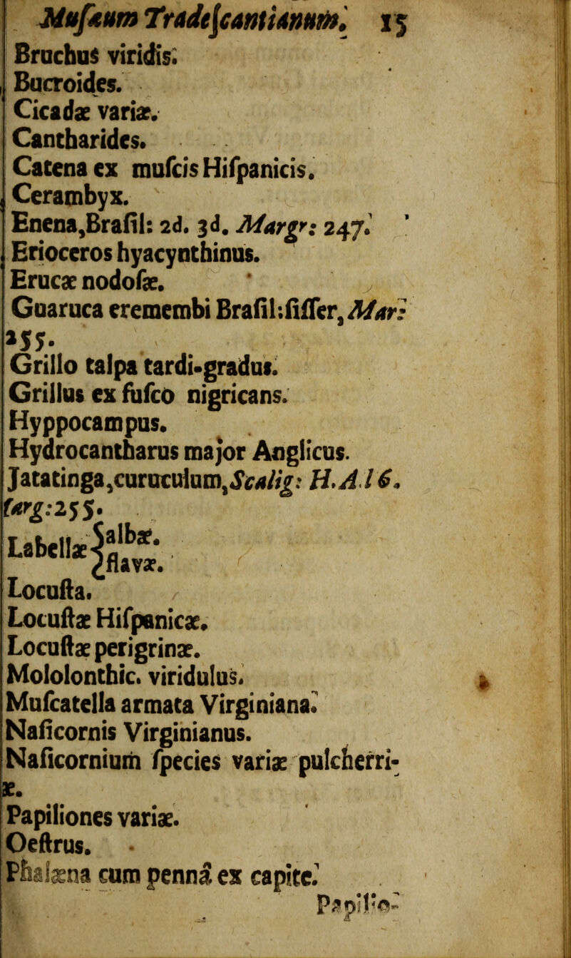 Iduftum Tr&dt\cAnUA№m. 15 Bruchus viridis; Bucroides. Cicadas variae. Cantharides. Catena ex mulcts Hifpanicis. Cerambyx. ' »v Enena,Bralil: 2d. 3d. Afargr: 247.’ Erioceros hyacynthinus. Erucas nodofas. 'j Guaruca eremembi BraiihfiiTer, Mar: *55* Griiio talpa tardi-gradu». Grillus ex fulco nigricans. Hyppocampus. Hydrocantharus major Anglicus. Jatatinga,curuculum, Scalig: H.A l 6. t#g: 2S5- Locufta. / Locuftae Hifpanicas. Locuftae perigrinas. Mololonthic. viriduius. Mufcatella armata Virginiana^ Naficornis Virginianus. Naficornium fpecies varias pulcherri- Papiliones varias. Oeftrus. Phifena cum penna ex capite. 1