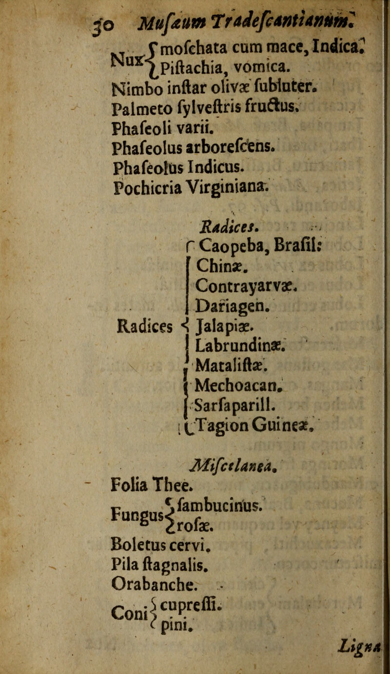 З'о Muße umTr ad efe untiamm''. NT C mofehata cum mace, Indica. *^ и5Г ¿Piftachia, vomica. Nimbo inftar olivae fubiuter. Palmeto fylveftris fruftus. Phafeoli varii. Phafeolus arborefdens. PhafeolUs Indicus. Pochicria Virginiana. Radices. Г Caopeba, Brafil;  Chinie. Contrayarvae. Dariagen. Radices i Jalapiae. { Labrundinæ. \ j Mataliffce. Í Mechoacan. Sarfaparill. l f Tagion Guiñe*. Ш1[сг1апел, Folia Thee. FuRgus^^ bucinus - Boletus cervi. Pila ftagnalis. Orabanche.' ... Con^ c “P rcffi - <■ pini. Ligna