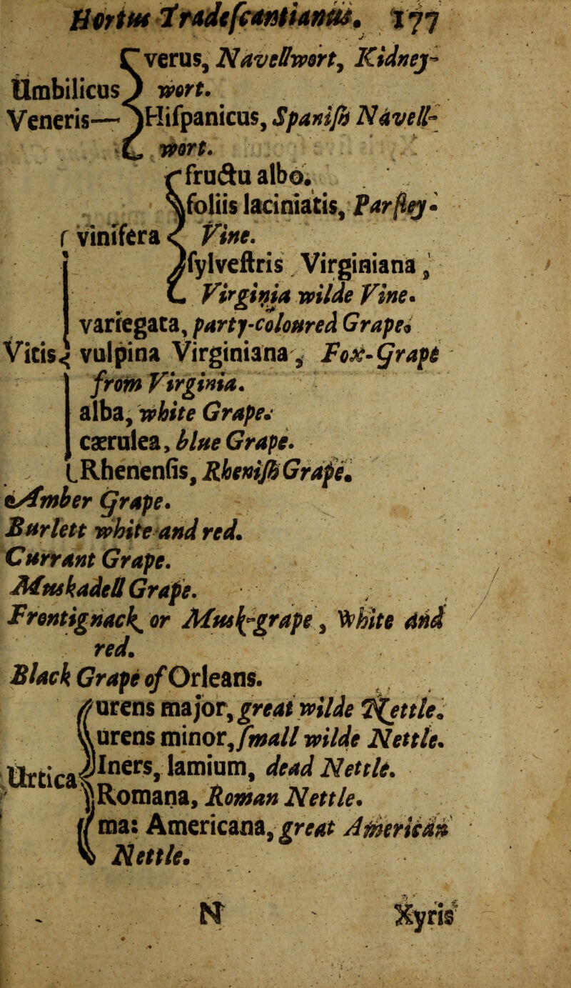 Vicis Hurt*** 7 rade [canti anu*. 177 verus, Navettwert, Kidney Umbilicus ) wort. Veneris— jHifpanicus, Spanijh N éveil- wort. frudu albo. .foliis laciniatis,fV/2gr- r vinifera < Vine. 'fylveftris Virginiana , Virginia Vine. variegata, party-c « vulpina Virginiana, y% «r ?»« • ret jrom Vtrgtma. alba, white Grape; caerulea, blue Grape. LRhenenfis, Rhenijh Grape. (¡Amber Bar left white and red. Currant Grape. Mmkadell Grape. Frontignack, or Aftts {-grape , 'Vehite and red. Black Grape of Orleans. urens major, great wilde fettle. Urens minor, [mall wilde Nettle. j2r t - .illners, lamium, dead Nettle. ^Romana, Roman Nettle. (( ma: Americana, great Jéeried» \> Nettle.