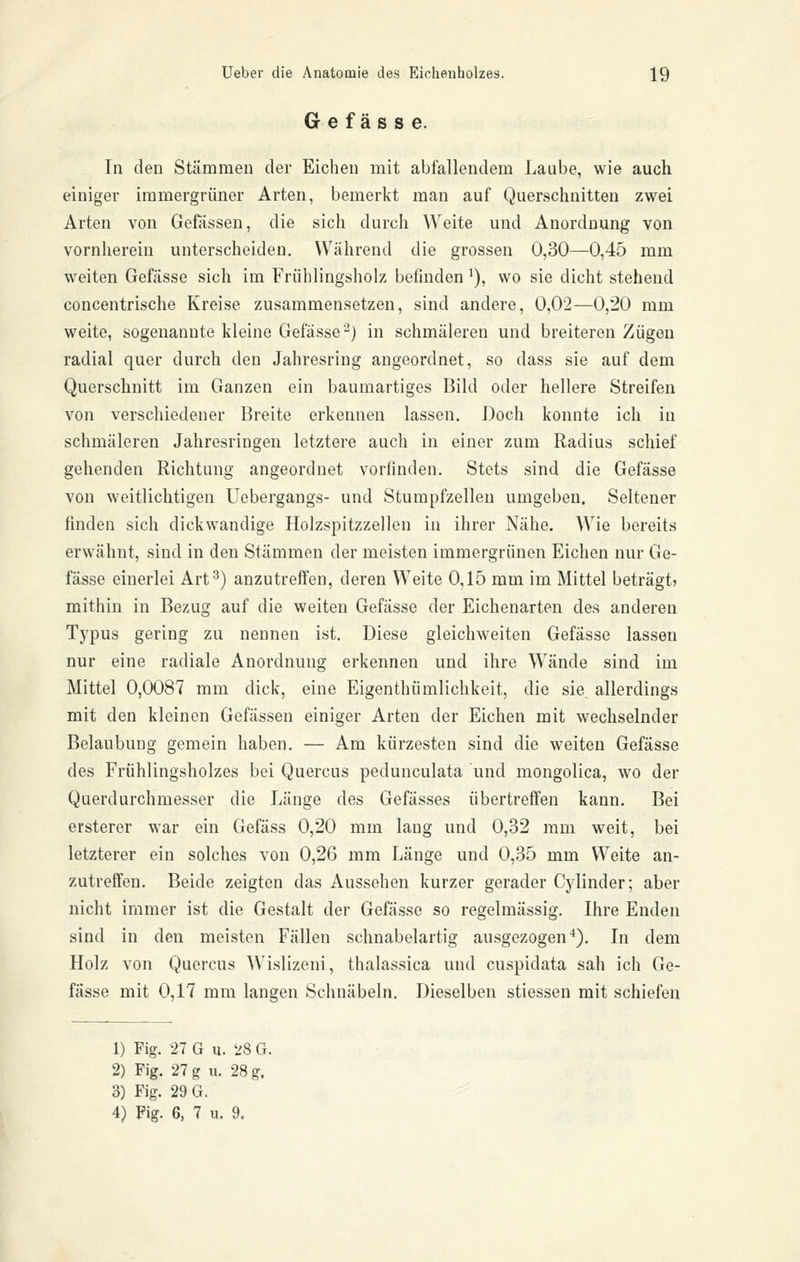 G e f ä s s e. In den Stämmen der Eichen mit abfallendem Laube, wie auch einiger immergrüner Arten, bemerkt man auf Querschnitten zwei Arten von Gefässen, die sich durch Weite und Anordnung von vornherein unterscheiden. Während die grossen 0,30—0,45 mm weiten Gefässe sich im Frühlingsholz befinden ^), wo sie dicht stehend concentrische Kreise zusammensetzen, sind andere, 0,02—0,20 mm weite, sogenannte kleine Gefässe'-) in schmäleren und breiteren Zügen radial quer durch den Jahresring angeordnet, so dass sie auf dem Querschnitt im Ganzen ein baumartiges Bild oder hellere Streifen von verschiedener Breite erkennen lassen. Doch konnte ich in schmäleren Jahresringen letztere auch in einer zum Radius schief gehenden Richtung angeordnet vorfinden. Stets sind die Gefässe von weitlichtigen Uebergangs- und Stumpfzellen umgeben. Seltener finden sich dickwandige Holzspitzzellen in ihrer Nähe. Wie bereits erwähnt, sind in den Stämmen der meisten immergrünen Eichen nur Ge- fässe einerlei Art^) anzutreffen, deren Weite 0,15 mm im Mittel beträgt» mithin in Bezug auf die weiten Gefässe der Eichenarten des anderen Typus gering zu nennen ist. Diese gleichweiten Gefässe lassen nur eine radiale Anordnung erkennen und ihre Wände sind im Mittel 0,0087 mm dick, eine Eigenthümlichkeit, die sie, allerdings mit den kleinen Gefässen einiger Arten der Eichen mit wechselnder Belaubung gemein haben. — Am kürzesten sind die weiten Gefässe des Frühlingsholzes bei Quercus pedunculata und mongolica, wo der Querdurchmesser die Länge des Gefässes übertreffen kann. Bei ersterer war ein Gefäss 0,20 mm laug und 0,32 mm weit, bei letzterer ein solches von 0,26 mm Länge und 0,35 mm Weite an- zutreffen. Beide zeigten das Aussehen kurzer gerader Cylinder; aber nicht immer ist die Gestalt der Gefässe so regelmässig. Ihre Enden sind in den meisten Fällen schnabelartig ausgezogen^). In dem Holz von Quercus Wislizeni, thalassica und cuspidata sah ich Ge- fässe mit 0,17 mm langen Schnäbeln. Dieselben stiessen mit schiefen 1) Fig. 27 G u. 28 G. 2) Fig. 27 g u. 28 g. 3) Fig. 29 G. 4) Fig. 6, 7 u. 9.