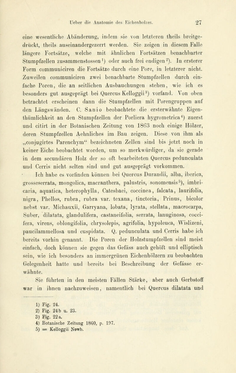 eine wesentliche Abänderung, indem sie von letzteren theils breitge- drückt, theils auseinandergezerrt werden. Sie zeigen in diesem Falle längere Fortsätze, welche mit ähnlichen Fortsätzen benachbarter Stumpfzellen zusammenstossen^) oder auch frei endigen 2). In ersterer Form communiciren die Fortsätze durch eine Pore, in letzterer nicht. Zuweilen communiciren zwei benachbarte Stumpfzellen durch ein- fache Poren, die an seitlichen Ausbauchungen stehen, wie ich es besonders gut ausgeprägt bei Quercus Kelloggii^) vorfand. Von oben betrachtet erscheinen dann die Stumpfzellen mit Porengruppen auf den Längswänden. C. Sanio beobachtete die ersterwähnte Eigen- thümlichkeit an den Stumpfzellen der Porliera hygrometrica^) zuerst und citirt in der Botanischen Zeitung von 18G3 noch einige Hölzer, deren Stumpfzellen Aehnliches im Bau zeigen. Diese von ihm als „conjugirtes Parenchym bezeichneten Zellen sind bis jetzt noch in keiner Eiche beobachtet worden, um so merkwürdiger, da sie gerade in dem secundären Holz der so oft bearbeiteten Quercus pedunculata und Cerris nicht selten sind und gut ausgeprägt vorkommen. Ich habe es vorfinden können bei Quercus Durandii, alba, iberica, grosseserrata, mongolica, macranthera, palustris, sonomensis^), imbri- caria, aquatica, heterophylla, Catesbaei, coccinea, falcata, laurifolia, nigra, Phellos, rubra, rubra var. texana, tinctoria, Prinus, bicolor nebst var. Michauxii, Garryana, lobata, lyrata, stellata, raacrocarpa, Suber, dilatata, glandulifera, castaneifolia, serrata, lanuginosa, cocci- fera, virens, oblongifolia, chrysolepis, agrifolia, hypoleuca, Wislizeni, paucilammellosa und cuspidata. Q. pedunculata und Cerris habe ich bereits vorhin genannt. Die Poren der Holzstumpfzellen sind meist einfach, doch können sie gegen das Gefäss auch gehöft und elliptisch sein, wie ich besonders an immergrünen Eichenhölzern zu beobachten Gelegenheit hatte und bereits bei Beschreibung der Gefässe er- wähnte. Sie führten in den meisten Fällen Stärke, aber auch Gerbstoff war in ihnen nachzuweisen, namentlich bei Quercus dilatata und 1) Fig. 24. 2) Fig. 24 b u, 23. 3) Fig. 22 a. 4) Botanische Zeitung 1860, p. 197. 5) = Kelloggii Newb.