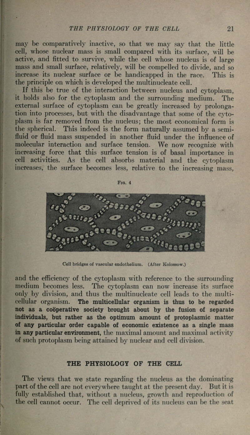 may be comparatively inactive, so that we may say that the Httle cell, whose nuclear mass is small compared with its surface, will be active, and fitted to survive, while the cell whose nucleus is of large mass and small surface, relatively, will be compelled to divide, and so increase its nuclear surface or be handicapped in the race. This is the principle on which is developed the multinucleate cell. If this be true of the interaction between nucleus and cytoplasm, it holds also for the cytoplasm and the surrounding medium. The external surface of cytoplasm can be greatly increased by prolonga- tion into processes, but with the disadvantage that some of the cyto- plasm is far removed from the nucleus; the most economical form is the spherical. This indeed is the form naturally assumed by a semi- fluid or fluid mass suspended in another fluid under the influence of molecular interaction and surface tension. We now recognize with increasing force that this surface tension is of basal importance in cell activities. As the cell absorbs material and the cytoplasm increases, the surface becomes less, relative to the increasing mass, Fig. 4 Cell bridges of vascular endothelium. (After Kolossow.) and the efficiency of the cytoplasm with reference to the surrounding medium becomes less. The cytoplasm can now increase its surface only by division, and thus the multinucleate cell leads to the multi- cellular organism. The multicellular organism is thus to be regarded not as a cooperative society brought about by the fusion of separate individuals, but rather as the optimum amount of protoplasmic matter of any particular order capable of economic existence as a single mass in any particular environment, the maximal amount and maximal acti\ity of such protoplasm being attained by nuclear and cell division. THE PHYSIOLOGY OF THE CELL The views that we state regarding the nucleus as the dominating part of the cell are not everywhere taught at the present day. But it is fully established that, without a nucleus, growth and reproduction of the cell cannot occur. The cell deprived of its nucleus can be the seat ^ss^ -7«Sj <3^^ ,u' I 4