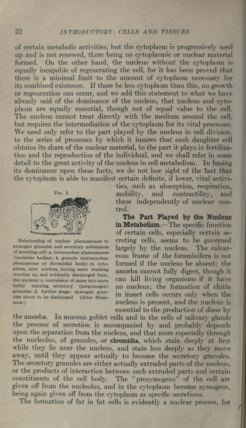 oif certain metabolic activities, but the cytoplasm is progressively used up and is not renewed, there being no cytoplasmic or nuclear material formed. On the other hand, the nucleus without the cytoplasm is equally incapable of regenerating the cell, for it has been proved that there is a minimal limit to the amount of cytoplasm necessary for its combined existence. If there be less cytoplasm than this, no growth or regeneration can occur, and we add this statement to what we have already said of the dominance of the nucleus, that nucleus and cyto- plasm are equally essential, though not of equal value to the cell. The nucleus cannot treat directly with the medium around the cell, but requires the intermediation of the cytoplasm for its vital processes. We need only refer to the part played by the nucleus in cell division, to the series of processes by which it insures that each daughter cell obtains its share of the nuclear material, to the part it plays in fertiliza- tion and the reproduction of the individual, and we shall refer in some detail to the great activity of the nucleus in cell metabolism. In basing its dominance upon these facts, we do not lose sight of the fact that the cytoplasm is able to manifest certain definite, if lower, vital activi- ties, such as absorption, respiration, mobility, and contractility, and these independently of nuclear con- trol. The Part Played by the Nucleus in Metabolism.—The specific function of certain cells, especially certain se- Relationship of nuclear plasmasomes to Crctiug CClls, SCCmS tO bc gOVCmcd zymogen granules and secretory substances largely bv the UUclcUS. The Calcar- of secreting cell: a, intranuclear plasmasomes p '' e ,i e • •/• (nucleolar bodies); b, granule (extranuclear ^OUS tramC Ot thC torammitcra IS UOt plasmasome or chromidial body) in cyto- fomicd if the UUclcUS bc absCUt; tllC plasm, near nucleus having same staining amceba CaUUOt fully digCSt, thoLlgh it reaction as, and evidently discharged from, i 'ii i- • . -p • ? the nucleus; c, conversion of same into more Can Kill llVUlg OrgaUlsms it it liaVC feebly staining secretory (prezymogen) no nUClcUS; thc formatioU of chitiu granules; rf. further stage; zymogen gran- • :„„pp| ^pl1„ ooriirs onlv whPTl thp ules about to be discharged. (After Maxi- ^ msect CCliS OCCUrS OUl.V WnCU inc mow.) nucleus is present, and the nucleus is essential to the production of slime by the amoeba. In mucous goblet cells and in the cells of salivary glands the process of secretion is accompanied by and probably depends upon the separation from the nucleus, and that more especially through the nucleolus, of granules, or chromidia, which stain deeply at first while they lie near the nucleus, and stain less deeply as they move away, until they appear actually to become the secretory granules. The secretory granules are either actually extruded parts of the nucleus, or the products of interaction between such extruded i)arts and certain constituents of the cell body. The prezymogens of the cell are given oil' from the nucleolus, and in the cyt()i)lasni become zymogens, being again given ott' from the cytoplasm as specific secretions. Tlic formation of fat in fat cells is evidently a nuclear pnutss. lor