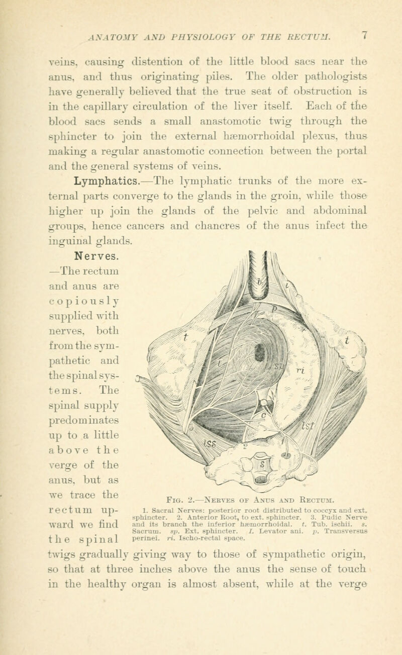 veins, causino: distention of the little blood sacs near the anus, and thus originating piles. The older pathologists have generally believed that the true seat of obstruction is in the capillary circulation of the liver itself. Each of the blood sacs sends a small anastomotic twig through the sphincter to join the external haemorrhoidal plexus, thus making a regular anastomotic connection between the portal and the general systems of veins. Lymphatics.—The lymphatic trunks of the more ex- ternal parts converge to the glands in the groin, while those higher up join the glands of the pelvic and abdominal groups, hence cancers and chancres of the anus infect the inguinal glands. Nerves. —The rectum and anus are copiously supplied with nerves, both from the sym- pathetic and the spinal sys- tems. The spinal supply predominates up to a little above the verge of the anus, but as we trace the rectum up- ward we hud the spinal twigs gradually giving way to those of sympathetic origin, so that at three inches above the anus the sense of touch in the healthy organ is almost absent, while at the verge Fig. 2.—Nebves of Anus and Rectum. 1. Sacral Nerves: posterior root distributed to coccyx and ext. sphincter. 2. Anterior Root, to ext. sphincter. 3. Pudic Nerve and its branch the inferior h«morrhoidal. t. Tub. ischii. s. Sacrum, sp. Ext. sphincter. /. Levator ani. ji. Trunsversus perinei. ri. Ischo-rectal space.