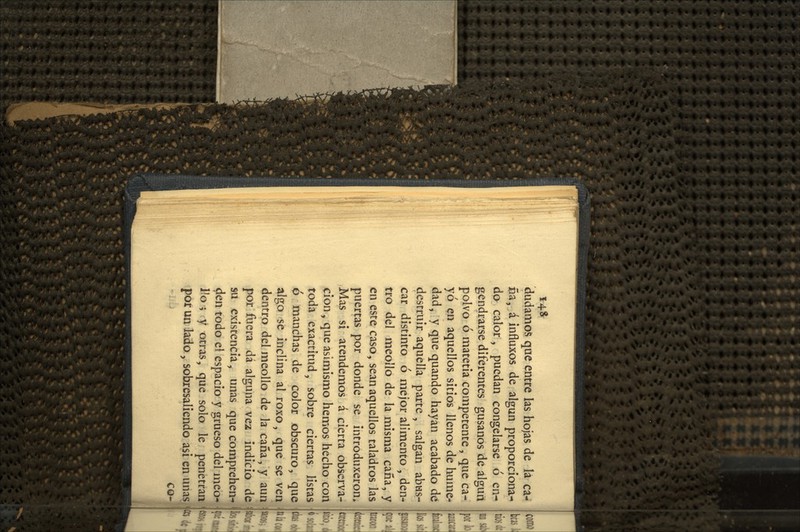 14* dudamos que entre las hojas de lá ca- pa, áinfluxos de algún proporciona- do calor, puedan congelarse ó en- gendrarse diferentes gusanos de algurt polvo ó matetia competente, que ca- yó en aquellos sitios llenos de hume- dad, y que quando hayan acabado dé destruir aquella parte , salgan abus- car distinto ó mejor alimento , den- tro del meollo de la misma caña, y en este caso, sean aquellos taladros las puertas por donde se introduxeron. Mas si atendemos á cierta observa- ción , que asunismo hemos hecho con toda exactitud, sobre ciertas listas p manchas de color obscuro, que algo se inclina al roxo, que se ven dentro del meollo de la caña, y aun por fuera dá algupa vez indicio de su existencia, unas que comprehen- den todo el espacio y grueso del meo- llo ; y otras, que solo le penetran por un lado, sobxesaliendo asi en unas