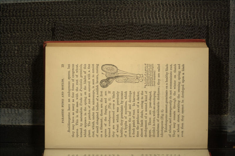 Basidiomycetes have no endogenous spores, but they may have as many as four forms of exogenous spores. This is the case with the rust of wheat, termed by naturalists Uredo or Pucdnia graminis, which appears in the spring on the blades of this plant. The patches of rust are covered with a fine dust, which, under the microscope, is seen to consist of small elongated bodies of a reddish brown, resting on a filament; these are the first spores of the fungus, and are termed uredospores (Fig. 5). If they are scattered over a blade of wheat which was previously healthy, they germinate by means of a hypha of mycelium, which penetrates the leaf and develops a fresh patch of rust. In harvest- time the patches are of a darker, almost black shade, owing to the development of a second kind of ^^ST^^fS** spore. These are pear-shaped, SS^SftSSi divided in two, with an enveloping ^*£*ff£^ membrane of considerable thickness; they are called teleutospores (Fig. 5). Teleutospores cannot germinate on a healthy blade of wheat, and consequently do not communicate rust. They may remain through the winter on thatch or wheat straw, awaiting the ensuing spring, and even then they cannot be developed upon a blade