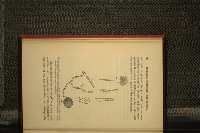the balls in question are produced from the same mycelium as Aspergillus glaucus, and that conse- quently the chaplet of stalks and the balls filled with asci are merely two organs of the same fungus. Fig. 13.—Aspergillus glaucus, mould on leather and rotten fruits : a, hypha bearing the chaplet of spores b; c, a germinating spore; d, ball of Eurotium; e, ascus enclosing the endogenous spores (magnified). The chaplet of spores in Aspergillus glaucus repre- sent the white exogenous spores, or the sphacelium of the ergot of rye, and those which are subsequently