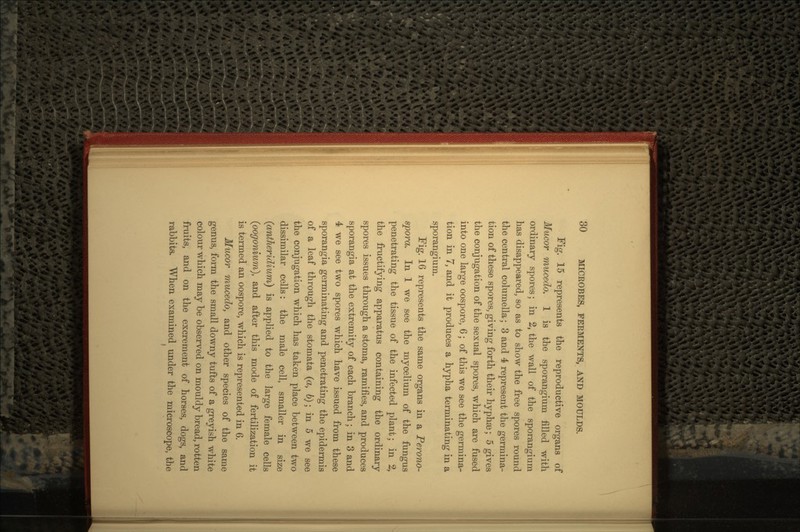 Fig. 15 represents the reproductive organs of Mucor mucedo. 1 is the sporangium filled with ordinary spores; in 2, the wall of the sporangium has disappeared, so as to show the free spores round the central columella; 3 and 4 represent the germina- tion of these spores, giving forth their hyphse; 5 gives the conjugation of the sexual spores, which are fused into one large oospore, 6; of this we see the germina- tion in 7, and it produces a hypha terminating in a sporangium. Fig. 16 represents the same organs in a Perono- spora. In 1 we see the mycelium of the fungus penetrating the tissue of the infected plant; in 2, the fructifying apparatus containing the ordinary spores issues through a stoma, ramifies, and produces sporangia at the extremity of each branch; in 3 and 4 we see two spores which have issued from these sporangia germinating and penetrating the epidermis of a leaf through the stomata (a, 6); in 5 we see the conjugation which has taken place between two dissimilar cells: the male cell, smaller in size (antheridium) is applied to the large female cells (pogonium), and after this mode of fertilization it is termed an oospore, which is represented in 6. Mucor mucedo, and other species of the same genus, form the small downy tufts of a greyish white colour which may be observed on mouldy bread, rotten fruits, and on the excrement of horses, dogs, and rabbits. When examined under the microscope, the