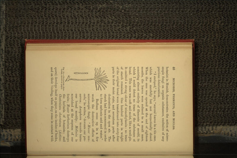 botanist in Munich, demonstrates the action of micro- scopic fungi on organic substances, exclusive of any previous deterioration.  I enclosed, he says,  seyeral loaves in a tin case, which was carefully but not hermetically closed. When the case was opened at the end of eighteen months, the loaves were reduced to a small mass, consisting almost entirely of filaments of mould, in which I could detect no trace of the substance of bread. This mass was soft and moist, like a mud-pie. It emitted a strong odour of trimethylamin: no trace of starch remained. One hundred parts in weight of the original bread were transformed into sixty-four parts in their moist state, and seventeen parts after desiccation in the open air. The starch had been consumed in order to form carbonic acid and water. Badham sums up in a few words the destructive effects of microscopic fungi.  Mucor mu- cedo, he writes,  devours our pre- serves; Ascophora mucedo turns our bread mouldy; Molinia, is nourished at the expense of our fruits; Mucor herbarium destroys the herbaria of botanists; and Chcetonium chartatum (Actino- spora) develops itself on paper, on the insides of books, and on their binding, when they come in contact with Fig. 19.—Chcetoniitm, char- tatum, mould on paper.