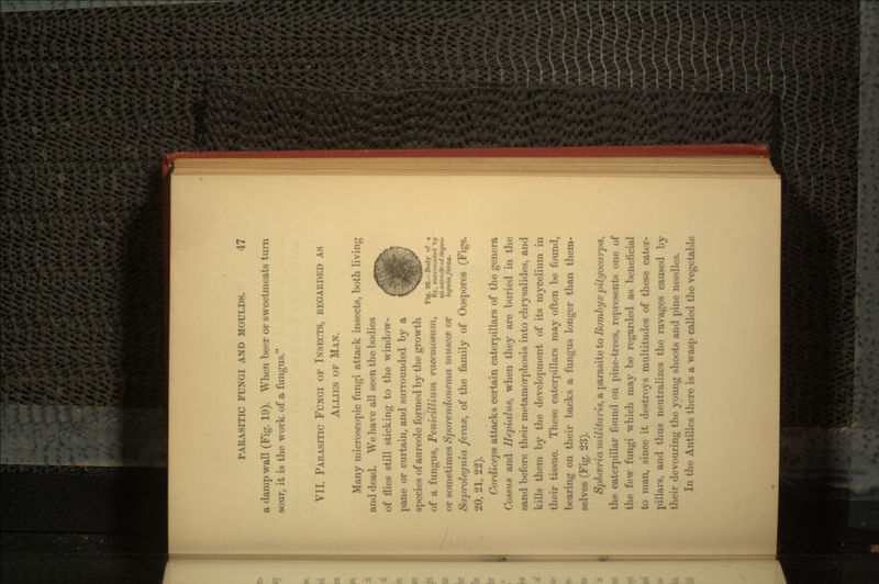 a damp wall (Fig. 19). When beer or sweetmeats turn sour, it is the work of a fungus. VII. PARASITIC FUNGI OF INSECTS, REGARDED AS ALLIES OF MAN. Many microscopic fungi attack insects, both living and dead. We have all seen the bodies of flies still sticking to the window- pane or curtain, and surrounded by a species of aureole formed by the growth of a fungus, Penicttlium racemosum, ^yf an aureole of Sapro- or sometimes Sporendonema muscce or Saproleynia ferax, of the family of Oospores (Figs. 20, 21, 22). Cordiceps attacks certain caterpillars of the genera Cossus and Hepialus, when they are buried in the sand before their metamorphosis into chrysalides, and kills them by the development of its mycelium in their tissue. These caterpillars may often be found, bearing on their backs a fungus longer than them- selves (Fig. 23). Sphceria militaris, a parasite to Bombyx pityocarpa, the caterpillar found on pine-trees, represents one of the few fungi which may be regarded as beneficial to man, since it destroys multitudes of these cater- pillars, and thus neutralizes the ravages caused by their devouring the young shoots and pine needles. In the Antilles there is a wasp called the vegetable