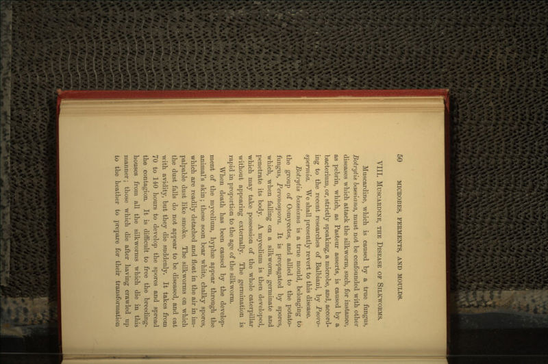 VIII. MUSCARDINE, THE DISEASE OF SILKWORMS. Muscardine, which is caused by a true fungus, Botrytis baesiana, must not be confounded with other diseases which attack the silkworm, such, for instance, as pebrin, which, as Pasteur asserts, is caused by a bacterium, or, strictly speaking, a microbe, and, accord- ing to the recent researches of Balbiani, by Psoro- spermia. We shall presently revert to this disease. Botrytis bassiana is a true mould, belonging to the group of Oomycetes, and allied to the potato- fungus, Peronospora. It is propagated by spores, which, when falling on a silkworm, germinate and penetrate its body. A mycelium is then developed, which may take possession of the whole caterpillar without appearing externally. The germination is rapid in proportion to the age of the silkworm. When death has been caused by the develop- ment of the mycelium, hyphae appear through the animal's skin; these soon bear white, chalky spores, which are readily detached and float in the air in im- palpable dust like smoke. The silkworms on which the dust falls do not appear to be diseased, and eat with avidity, but they die suddenly. It takes from 70 to 140 hours to develop the spores and spread the contagion. It is difficult to free the breeding- houses from all the silkworms which die in this manner; those which die after having crawled up to the heather to prepare for their transformation