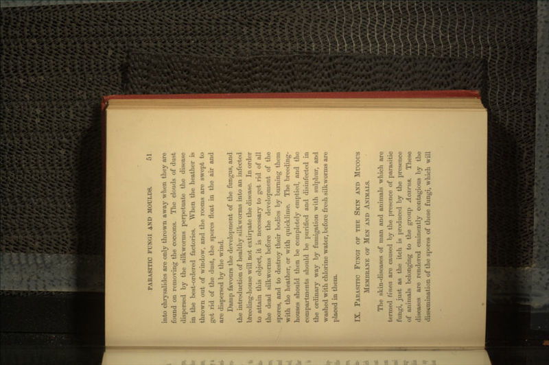 into chrysalides are only thrown away when they are found on removing the cocoons. The clouds of dust dispersed by the silkworms perpetuate the disease in the best-ordered factories. When the heather is thrown out of window, and the rooms are swept to get rid of the dust, the spores float in the air and are dispersed by the wind. Damp favours the development of the fungus, and the introduction of healthy silkworms into an infected breeding-house will not extirpate the disease. In order to attain this object, it is necessary to get rid of all the dead silkworms before the development of the spores, and to destroy their bodies by burning them with the heather, or with quicklime. The breeding- houses should then be completely emptied, and the compartments should be purified and disinfected in the ordinary way by fumigation with sulphur, and washed with chlorine water, before fresh silkworms are placed in them. IX. PARASITIC FUNGI OF THE SKIN AND Mucous MEMBRANE OF MEN AND ANIMALS. The skin-diseases of man and animals which are termed tinea are caused by the presence of parasitic fungi, just as the itch is produced by the presence of animals belonging to the group A car us. These diseases are rendered eminently contagious by the dissemination of the spores of these fungi, which will