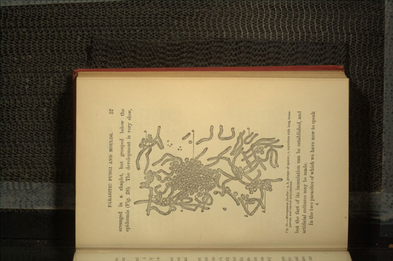 arranged in a chaplet, but grouped below the epidermis (Fig. 28). The development is very slow, I \ ig. 2S.—Microspornn furfur : a, b, groups of spores; c, mycelium with lonjr trans- parent, and curved articulations. but the fact of its inoculation can be established, and artificial cultures may be made. In the two parasites of which we have now to speak