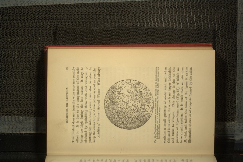 This product does not turn the wine sour, nor sensibly affect it. It is due to the temperature of the casks being too high during the hot season. It may be obviated by sprinkling them with cold water, or by putting ice into them; care must also be taken to keep the casks full, and the cellars as cool as possible. Acidity of Wines; Soured Wines.—Wine always Fig. 53.—The disease acescence, which sours wine. Deposit seen in the microscope; 1,1, Mycoderma vini; 2, 2, Mycoderma aceti, still young; 3, the same older, when the mischief is at an advanced stage. contaios a small quantity of acetic acid, and when this acid is in excess, the wine is no longer drinkable, and turns to vinegar. This change is due to the presence of Mycoderma aceti (Fig. 53), of which we have already spoken. It is much more minute than M. vini, and takes the form of the figure 8, as the illustration shows, or of chaplets formed by the union