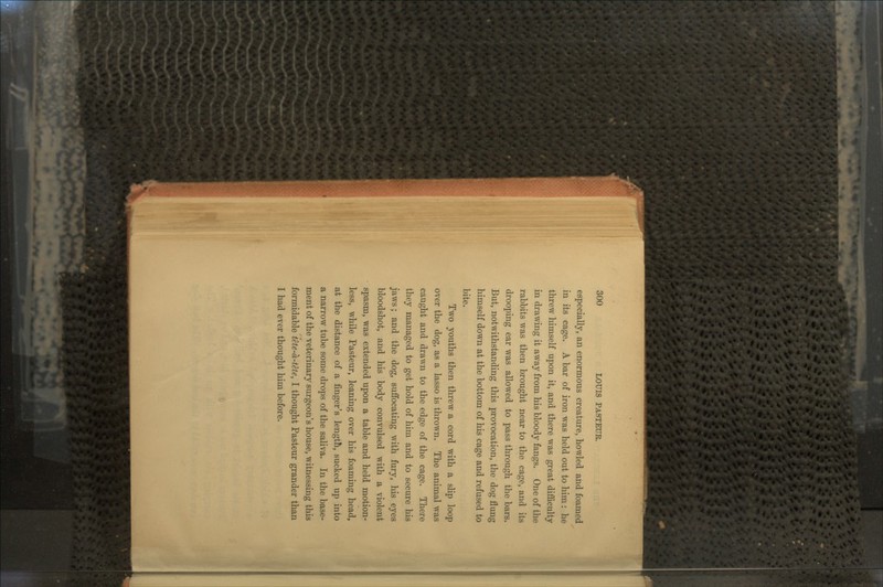 especially, an enormous creature, howled and foamed in its cage. A bar of iron was held out to him: he threw himself upon it, and there was great difficulty in drawing it away from his bloody fangs. One of the rabbits was then brought near to the cage, and its drooping ear was allowed to pass through the bars. But, notwithstanding this provocation, the dog flung himself down at the bottom of his cage and refused to bite. Two youths then threw a cord with a slip loop over the dog, as a lasso is thrown. The animal was caught and drawn to the edge of the cage. There they managed to get hold of him and to secure his jaws; and the dog, suffocating with fury, his eyes bloodshot, and his body convulsed with a violent spasm, was extended upon a table and held motion- less, while Pasteur, leaning over his foaming head, at the distance of a finger's length, sucked up into a narrow tube some drops of the saliva. In the base- ment of the veterinary surgeon's house, witnessing this formidable tete-a-tete, I thought Pasteur grander than I had ever thought him before.