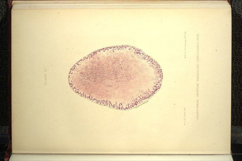 PLATE m A. J. E Tor-y.l del^ Bale Py 0:.raelssoii,LV^ lit-h.. TRANS^v-ERSE SECTION PARBOILED (UNPOLI SliEiD) PICE