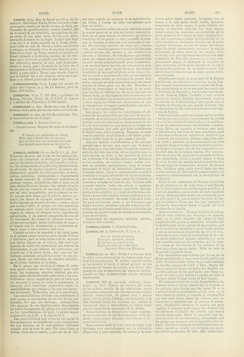 ZAMBRI: Biog. Rey (le Israel en S>lSa. de Je- sucristo. Hallábase Ela en Tersa bebiendo y ban- queteando; estaba ya beodo en casa de Arsa, go- bernador de aquella ciudad, cuando Zanibri, jefe de la mitad de su caballería, arrojándose de gol- pe sobre él con gran furia, liiriúle y le mató, entrando á reinar en su lugar. Lviego que llegó á ser rey y se hubo sentado en el trono, exter- minó toda la casa de Baasa y todos sus deudo3 y amigos, no dejando vivo ni siquiera un jierro. Siete días reinó en Tersa, estando el ejército de Israel sitiando á Gebbetón, ciudad de los filis- teos; pero habiéndose sabido que Zambri se ha- bía rebelado y muerto al rey, todo Israel pro- clamó á Amoi, que á la sazón se hallaba eu el campamento al frente del ejército. Marchi'i, pues, Amoi y jiuso sitio á Tersa; mas viendo Zambri que la ciudad iba á ser tomada, entró en el pa- lacio y S3 abrasó junto con la casa real. ZAMBRONCINOS: Gcog. Lugar del ayunt. de Zotes del Páramo, p. j. de La Bañeza, prov. de León; 270 habits. ZAMBROW: Gcog. C. del dist. y gobierno de Lomza, Polonia, Rusia, sit. al S. S. E. de Lomza y á orillas del Pisiewska; 11 000 habits. ZAMBUCAR: a. fam. Meteruna cosa de pron- to entre otras para que no sea vista ó reconocida. ZAMBUCO: m. fam. Acción de zambucar. Usa- se esjtecialmente en el juego. ZAMBULLIDA: f. ZaMBULLIUUHA. - Zambullida: Especie de treta de la Esgri- ma. Y viendo que quedaban eu hilera, Metí una zambullida de manera Que á todos tres de sola esta estocada Los levanté ensartados eu mi espada. MOKETO. ZAMBULLIDORAS (de zambullir): f. pl. Zool. Suborden de aves del orden de las palmípedas; todas sin excepción se distinguen por tener el cuerpo de forma cilindrica, prolongado y robus- to; las piernas están situadas muy posteriormen- te; el cuello de regular longitud; la cabeza me- dianamente grande; las alas pequeñas, es decir, cortas, estrechas, puntiagudas y degenerando en varias especies en verdaderas nadaderas; el plumaje espeso, abundante, duro y lustroso; el ))ico ai'ecta diversas formas: tan pronto tiene la de un puu'.ón como la de una hoja de cuchillo, por ser muy couiiiriraido; por lo general es cor- to, ajíeiias más largo que la cabeza, duro y cor- tante; los tarsos se aplanan lateralmente; los dedos figuran en número de tres ó cuatro, según que exista ó falte el pulgar: los tres anteriores se enlazan entre sí por una membrana; la cola, cuando la tienen, es siempre corta, ligeramente redondeada, y en general compuesta de más de 12 timoneras. En cuanto al plumaje olrece los colores por grandes masas uniformes; el negro y el blanco son los dominantes, y contrastan en- tre sí junto á unos matices más ricos. Cuando se trata de conceder á tal ó cual géne- ro el primer rango éntrelas aves, puede dudarse y discutirse; pero se sabe cuáles snn las especies que deben figurar en el último. Las aves cuyo aparato de vuelo está reducido al que ofrecen las brevipennas, y que además no pertenecen, por decirlo así, á la tierra firme, sino que son ver- daderos animales acuáticos á pe.sar de sus plu- mas, deben ser colocados, en nuestro concepto, en el último término de la clase. En el gru|io que se eleva al rango de orden muy pocas especies son tan ineptas para volar como las imponnas, siquiera existan, por otra liarte, tales afinidades entro estas aves y las zam- bullidoras mejor organizadas para cl vuelo que no sea posible poner en duda su parentesco, ni tampoco fá-jíl establecer separación entre las zambullidoras quo vuelan y las que son incapa- ces de hacerlo. Todas ellas son aves pescadoras. Las zambullidoras habitan con preferencia cl mar; pocas se encuentran en los ríos do los con- tinentes. No son, sin embargo, cosmopolitas; sólo algunas do sus familias están diseminadas en todas las regiones del globo; las más habitan en las inmediaciones del polo; la mitad menos organizada en el N., y la otra en el S. Las zambullidoras que viven en las aguas do los continentes se consideran como oniigrantos; las que habitan en el mar podrían lalificarse cuando nuis de aves do paso. En tierra firmo se hallan fuera do su centro, y por eso no la visi- tan siuo cuando el instinto de la reproducción las obliga á buscar un sitio conveniente jiara fijar sus nidos. Su locomoción ordinaria es la natación: pasan la mayor parte de su vida nadando y sumergién- dose; en el agua buscan su alimento; por ellas se trasladan de un punto á otro; nadando descan- san, se limpian el plumaje y se entregan al sue- ño. Sin embargo muchas de estas aves vuelan Lien, pero sus alas parecen dcmasido débiles para sostener el peso del cuerpo, y sus aletazos son penosos y violentos. Se ven algunas que andan; otras que trepan hasta cierto punto, mas en ellas los pies sirven principalmente para la natación, y en muchas hasta las alas son más propias para sumergirse que para coi tar los aires. Las demás facultades de las zambullidoras están desarrolla- das en razón á su género de vida; si sus sentidos son bastante sutiles su inteligencia parece bien pobre, aunque en todo caso no encuentran jamás ocasión de hacer gran uso de ella. Mientras se hallan en tierra firme se conducen de un modo que iustifica el calificativo de estúpidas que las hemos dado; su inteligencia está en relación con su vida marítima. La práctica también las enseña á obrir según las diferentes situaciones en que se encuentran: la mayor parte de ellas son socia- bles y de un natural pacífico. Los peces y los cretáceos constituyen el ali- mento de las zambullidoras: también se han en- contrado en el estómago de algunas materias ve- getales, pero sólo durante su ] ermanencia en tie- rra; lo más extraño es que algunas se tragan sus ¡iropias plumas, por más que debe considerarse el hecho como nua excepción, Ninguna de estas aves es parásita ni aficionada á los restos putre- factos; todas viven de lo que cazan ó pescan. Algunas anidan a.sladamente, y las más por agrupaciones; las hay que ponen por lo menos dos huevos, y otras uno solo. Cuando se acerca el período del celo van á los sitios elegidos para la reprodución, es decir, á las paredes de roca de las vertientes ó de las islas pedregosas. Entonces se ven muchas, en confuso tropel, nadar y re- mar en grandes agrupaciones, pues se reúnen centenares de miles de individuos llevados por el mismo deseo. Aquella innumerable multitud revolotea y se agita alrededor de las rocas sin tre- gua ni descanso, se oprime entre los salientes y cornisas y ocupan del todo la isla. Utilizan todo pequeño espacio, todas las grietas y agujeros; todo lo registran y socavan; prodúcese una agi- tación indescriptible, y á pesar de ello reina con- tinua paz en aquel espacio más poblado que nues- tras nmyores ciudades. En estas últimas el hom- bre pasa iudilerente junto á sus hermanos que tienen hambre, mientras que allá todos los indi- viduos son igualmente atendidos, y el hijuelo que mueren sus padres todas las demás aves atienden á sus necesidades. Comprende las siguientes familias: Alcidas, Cridas y Esfciiíscidas. ZAMBULLIDURA: f. ZaBULLTDURA. ZAMBULLIR: a. ZABULLIR. U. t. C. r. Fué su fuerza necesaria Para que, nadando, surque El piélago en cuyas ondas Hasta ef cuello SE ZAMBfLLE. Jacinto Polo de Meiuxa. ZAMBULLO: m. ifar. Balde ó cubo que sirve de sillín á los enfermos en los barcos para depo- sitar los excrementos. El mismo nombre recibe en las cárceles el bacín ú orinal grande en que desocupan el vientre los presos, y la tina 6 cubo grande en qne se depositan las materias fecales, cuando no hay alcantarillado donde verterlas diariamente. ZAMENIS fdol gr. i^a.ufi'ijs, violento, impe- tuoso : m. Zoo!. Género do reptiles del orden de los ol'ilios, familia de los colúbridos, cuyos principales caracteres son los siguientes: cuerpo esbelto, redondeado, do grueso más ó menos igual, con la cabeza oblonga, cuadrangnlar, y la cola bastante laiga; las escamas que cubren el cuerpo son lisas y lanceoladas; la cabeza tiene ■placas su]ierciliaro3 que pnsan de la órbita. Se eniucntran en este género varias especies, de las cuales una de las más conociilas es la lla- mada vulgarmente Zamenis viriilijlavus ó Za- menis alroj'ircnx. Esta culebra nudo do 3 a 4 pies do largo, y so distingue muy maicadamonti' por su coloración abigairada y [lOco variable. La cabeza y la nuca ZAME 221 llevan sobre fondo amarillo, lo mismo que el tronco y la cola sobre fondo verde, manchas irregulares de tinte negro; la parte inferior del cuerpo es también amarilla con fajas negras transversales; las manchas se convierten en la parte posterior del cuer[io en fajas longitudina- les, que se prolongan hasta la extremidad do la cola; en algunas variedades domina en lajiaite superior del cuerpo, en vez del verde, un vistoso amarillo verde, ajiarecicndo entonces la región abdominal de color amarillo de canario. Otra variedad, á la que algunos naturalistas han dado el nombre de Zamenis carbonaria^ es casi com- pletamente negra; el abdomen es amarillo de paja, mientras que la parte inferior de la cola y los costados aparecen de un tinte azulado. Los individuos jóvenes tienen el dorso pardo-olivá- ceo uniforme. Abunda este reptil en gran parte de la Europa meridional, encontrándose también, según Len- nis, aunque más escasamente, á orillas del Ehin. Los países donde se la ve con más frecuencia son la Bretaña, la Borgoña y las Laudas meridiona- les en Francia, Italia, Cerdeña y casi toda la península ibérica. Existen igualmente algunas variedades en la Dalmacia y otros países más al Oriente de Europa; la que queda indicada bajo la denominación de Zamenis carbonaria es origi- naria, de Egipto. Suele fijar este reptil su morada en los sofillos ó en las ¡laredes viejas y los montones de ]iiedra cerca de las localidades habitadas, y de preferen- cia en los sitios húmedos. Su alimento consiste, según Erber, en lagartos y ratones; pero muy probablemente también en otras serpientes, pues se ha observado en los individuos cautivos que á menudo las acometen. Motara colocó una cule- bra verde y amarilla en la misma jatda con otros animales de igual orden, é hizo la triste experien- cia de que se tragara dos de sus compañeras, en- tre ellas una de su misma especie. Fué sorpren- dida en el acto de engullirse la segunda víctima, que, espantada, volvió á escupir entera y llena de vida; la otra fué sacada también todavía viva del estómago de la agresora, después de muerta ésta. Podemos, pues, decir que el daño que cau- sa esta culebra en libertad devorando lagartos lo compensa suficientemente con la destrucción de .serpientes. Entre las no venenosas do Europa,la culebra de que tratamos es la más vivaz y mordedora. No es tácil cogerla sin recibir algún mordisco, y hasta el guardián que la cuida durante bastante tiempo tiene qne acercársele con precaución, pues no está seguro de que al menor descúlelo le hin- que los dientes. Pocas son las que consigue cl aficionado domesticar hasta el grado de otras muchas de la familia. ZamcnistralaJis. - Es mny variable la colora- ción de esta culebra: sin embargo, en general, tiene en la parte superior del cuerpo IS fajas longitudinales pardas y amarillas, formadas por la distribución de los colores de las escamas, que en el centro son amarillas y en el borde pardas, y que .se encuentran dispuestas en 18 ó 19 filas, reducidas á ocho hacia la extremidad de la cola. La parte abdominal aparece amarilla y á veces con manchas rojas en los costados; por lo regu- lar suelen ser los bordes de los esctidos de un tinte más claro que su centro. Mide en todo su desarrollo 5 pies de largo. Fué descubierta esta culebra por Jovan en la Rusia meridional, y cuya monografía publicó en 1769. Posteriormente Erber la encontró también en las islas griegas do Corfi'i y Tino. Según Pa- llas, á quien debemos casi todos los detalles co- nocidos, además de los publicados por Iwan res- pecto de este reptil, habita el mismo en toda la Tartaria desde Djnepr hasta el Mar Caspio. El zamenis rayado Ire.uenta de preferencia las llanuras secas y áridas, donde fija su moiada en las galerías practicadas por las ratas. Si se le acerca el hombre acostumbra á huir, pero no le teme tanto á caballo, y cuando es sorprendido ¡lor ésto suele hacer como las víboras, esto es, enroscarse y aguardar que se acerque el adver- sario, disparando entonces la cabeza con gran rapidez. .\ menudo suele hincar los dientes con tal fuerza en el hocico del caballo, que cuesta mucho arrancarla. Erbor la encontró con fre- cuencia cerca de los riachuelos, observando que las presas quo acomete son los lagartos y los ra- tones. Esto naturalista la describe como muy as- tuta y cautelosa, siendo, por lo tanto, en extre- mo dilícil apoderarse do olla. «En cautividad,