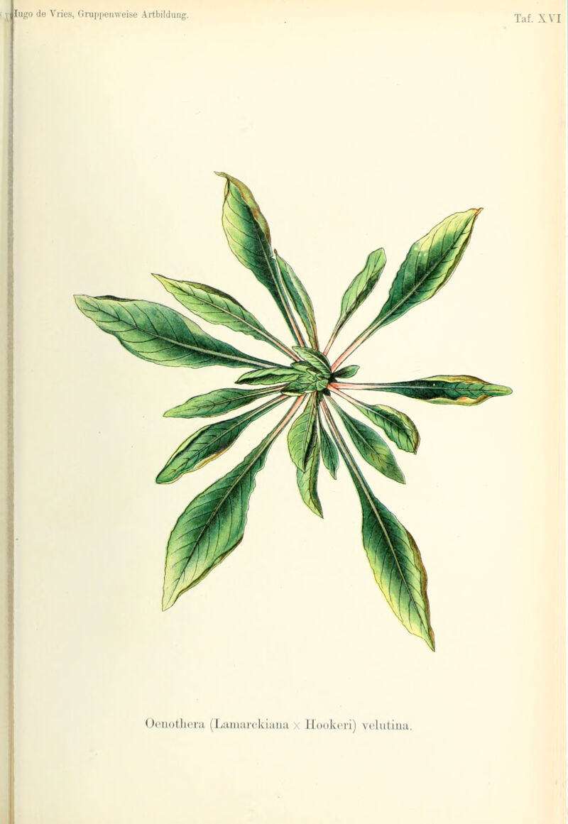 Taf. \\I Ooiii)(liri;i (Luiiinnlviaiia X Hookeri) vclutiiia.