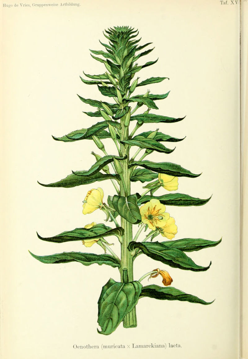 Taf. XY Oenothera (murioata x Lamarckiana) laeta.