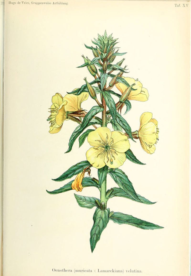 Taf. XV ^ ^^4 , ^^m^^^--^ r < »i'iinlliirii (niMiicalii ■ I,iiiiiiii'c.kiiuiii) \(liiliii;i.