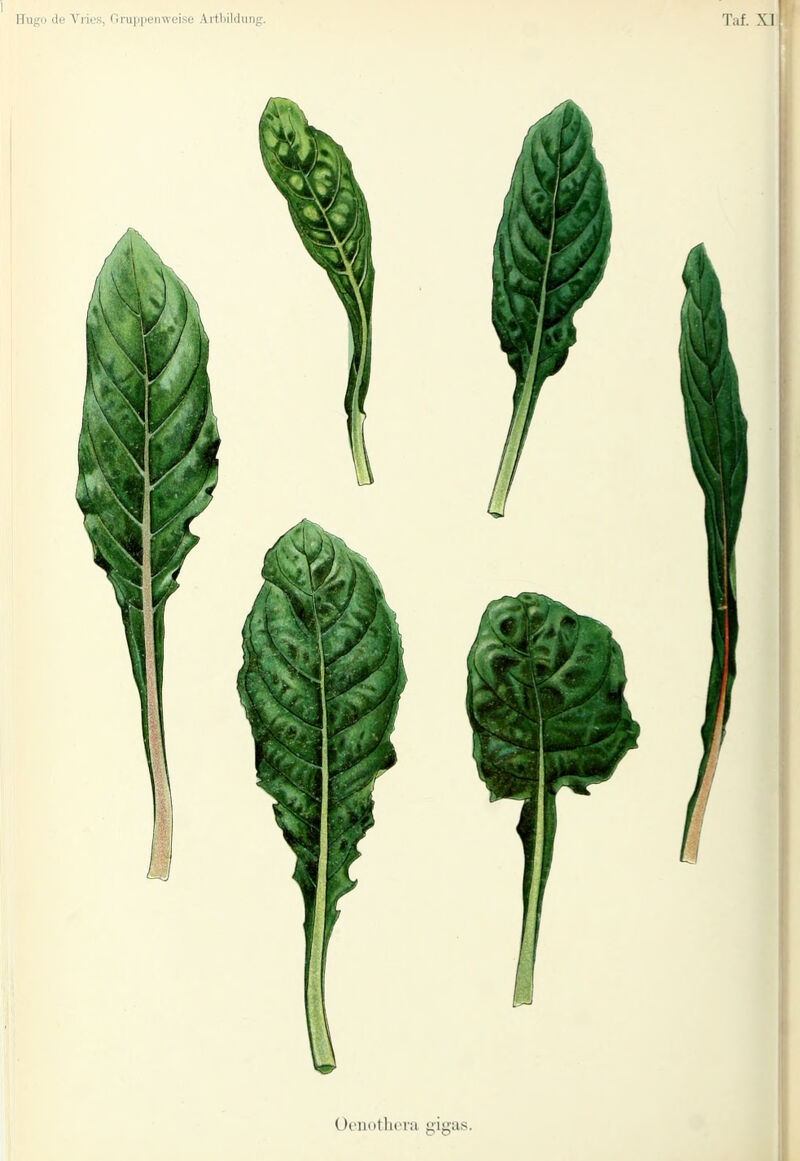 Hugii d« Vries, nriiiJiit'iiweise Aitbikhing. Tai X] Ocuuthi'ia gigas.