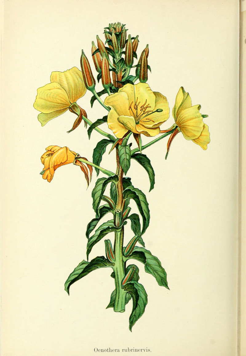 Oenotliera rubriuervis.
