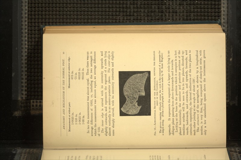 Measurement at widest part. Measurement at anterior edge. 1-0625 in. -875 in. 1-125 in. -75 in. 1-0625 in. -80125 in. 1-00 in. -80125 in. In two the measurement was almost equal. Thus there was an average difference of -1835, or, including the two astragali in which the measurement was almost equal, an average difference of -153. The inner edge is curved with its convexity upwards and slightly outwards, and represents the segment of a circle lying almost vertically in an antero-posterior plane. The outer edge is more sharply curved, with its convexity outwards and slightly Fig. 10.—Longitudinal Section of the Astragalus, showing the Arrange- ment OF THK CaNCELLI. The groove running obliquely across the neck is the remnant of a passage for a catgut string. (From a photograph of a section made by W. Kent Hughes.) upwards. It represents the segment of a larger circle lying in an oblique plane passing from above downwards and inwards. Looking at the bone in the position which it occupies in a foot placed horizontally, the anterior and posterior portions of the trochlear surface will be seen to lie in two planes, directed up- wards, backwards, and outwards, and upwards, forwards, and outwards respectively, the lateral inclination of the two planes to each other joining at an angle of about 120°. The structure of the astragalus, as shown by a longitudinal section, is very firm, being composed of closely-set stria?, with only a few cancellated spaces above the interosseous groove