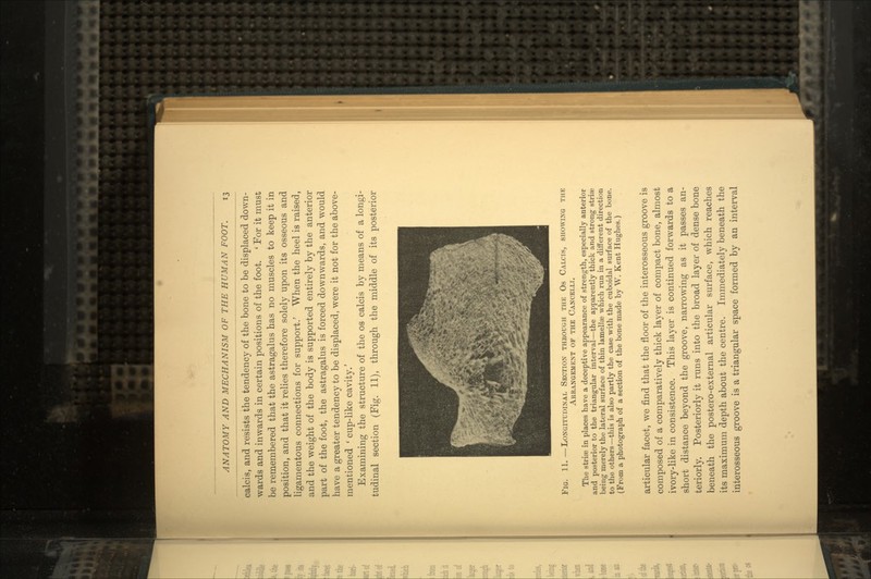 calcis, and resists the tendency of the bone to be displaced down- wards and inwards in certain positions of the foot. ' For it must be remembered that the astragalus has no muscles to keep it in position, and that it relies therefore solely upon its osseous and ligamentous connections for support.' When the heel is raised, and the weight of the body is supported entirely by the anterior part of the foot, the astragalus is forced downwards, and would have a greater tendency to be displaced, were it not for the above- mentioned ' cup-like cavity.' Examining the structure of the os calcis by means of a longi- tudinal section (Fig. 11), through the middle of its posterior Fig. 11. —Longitudinal Section through the Os Calcis, showing the Arrangement op the Cancelli. The striae in places have a deceptive appearance of strength, especially anterior and posterior to the triangular interval—the apparently thick and strong striae being merely the lateral surface of thin lamellae which run in a different direction to the others —this is also partly the case with the cuboidal surface of the bone. (From a photograph of a section of the bone made by \V. Kent Hughes.) articular facet, we find that the floor of the interosseous groove is composed of a comparatively thick layer of compact bone, almost ivory-like in consistence. This layer is continued forwards to a short distance beyond the groove, narrowing as it passes an- teriorly. Posteriorly it runs into the broad layer of dense bone beneath the postero-external articular surface, which reaches its maximum depth about the centre. Immediately beneath the interosseous groove is a triangular space formed by an interval