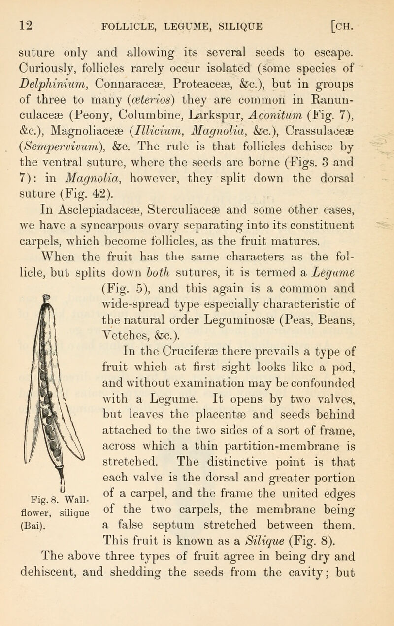 suture only and allowing its several seeds to escape. Curiously, follicles rarely occur isolated (some species of Delphinium, Connaracea?, Proteaceas, &c), but in groups of three to many (ceterios) they are common in Ranun- culaceae (Peony, Columbine, Larkspur, Aconitum (Fig. 7), &c), Magnoliacese (Illicium, Magnolia, &c), Crassulaoeae (Sempervivum), &c. The rule is that follicles dehisce by the ventral suture, where the seeds are borne (Figs. 3 and 7): in Magnolia, however, they split down the dorsal suture (Fig. 42). In Asclepiadacea?, Sterculiacese and some other cases, we have a syncarpous ovary separating into its constituent carpels, which become follicles, as the fruit matures. When the fruit has the same characters as the fol- licle, but splits down both sutures, it is termed a Legume (Fig. 5), and this again is a common and wide-spread type especially characteristic of the natural order Leguminosae (Peas, Beans, Vetches, &c). In the Cruciferse there prevails a type of fruit which at first sight looks like a pod, and without examination may be confounded with a Legume. It opens by two valves, but leaves the placentae and seeds behind attached to the two sides of a sort of frame, across which a thin partition-membrane is stretched. The distinctive point is that each valve is the dorsal and greater portion of a carpel, and the frame the united edges of the two carpels, the membrane being a false septum stretched between them. This fruit is known as a Siliqne (Fig. 8). The above three types of fruit agree in being dry and dehiscent, and shedding the seeds from the cavity; but Fig. 8. Wall- flower, silique (Bai).