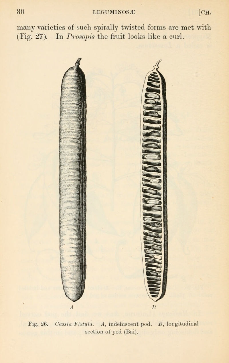 many varieties of such spirally twisted forms are met with (Fig. 27). In Prosopis the fruit looks like a curl. £- Fig. 26. Cassia Fistula. A, indehiscent pod. B, longitudinal section of pod (Bai).