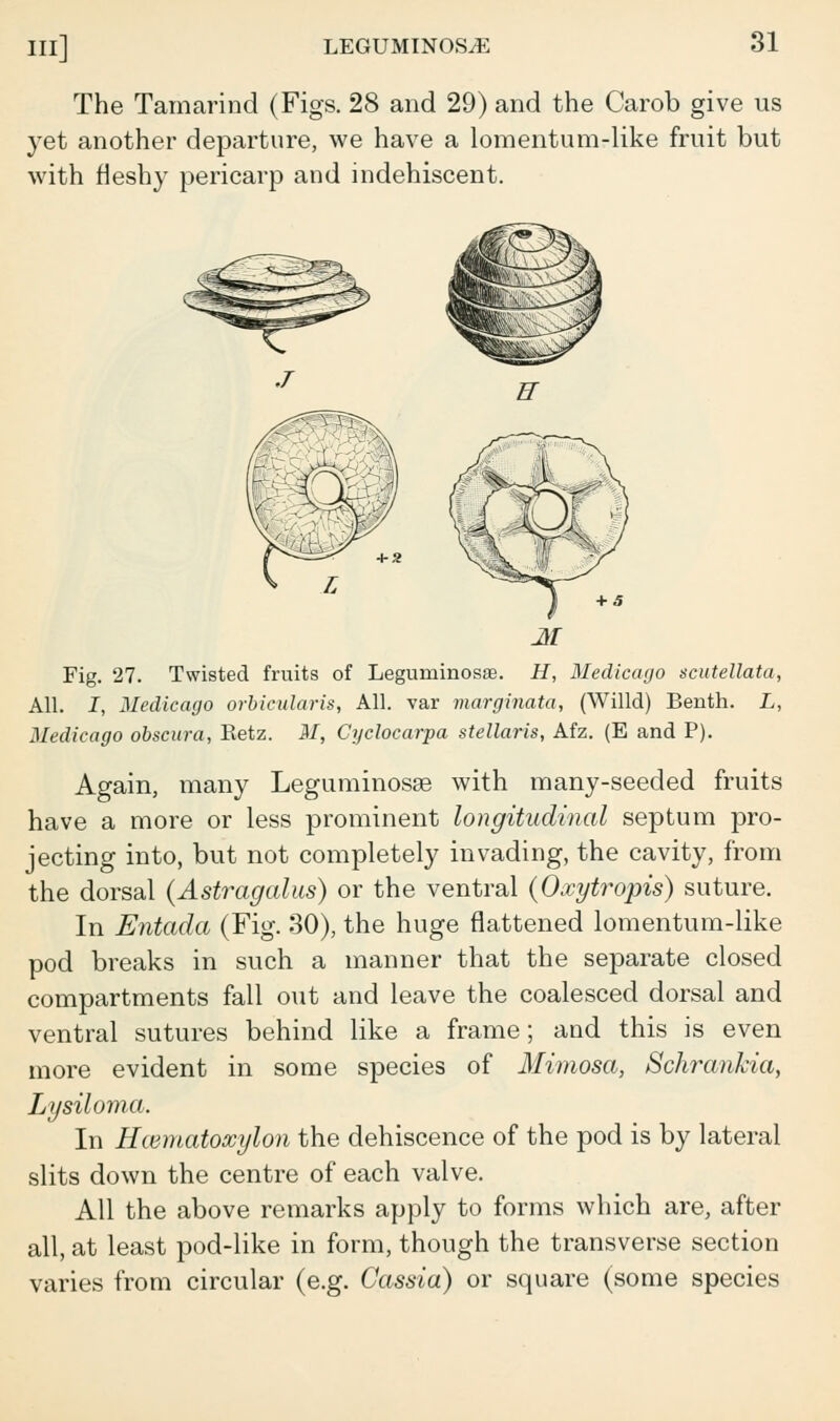 The Tamarind (Figs. 28 and 29) and the Carob give us yet another departure, we have a lomentum-like fruit but with fleshy pericarp and indehiscent. J Fig. 27. Twisted fruits of Leguminosse. H, Medicago scutellata, All. I, Medicago orbicularis, All. var marginata, (Willd) Benth. L, Medicago obscura, Retz. M, Cyclocarpa stellaris, Afz. (E and P). Again, many Leguminosge with many-seeded fruits have a more or less prominent longitudinal septum pro- jecting into, but not completely invading, the cavity, from the dorsal {Astragalus) or the ventral (Oxytropis) suture. In Entada (Fig. 30), the huge flattened lomentum-like pod breaks in such a manner that the separate closed compartments fall out and leave the coalesced dorsal and ventral sutures behind like a frame; and this is even more evident in some species of Mimosa, Schrankia, Lysiloma. In Hcematoxylon the dehiscence of the pod is by lateral slits down the centre of each valve. All the above remarks apply to forms which are, after all, at least pod-like in form, though the transverse section varies from circular (e.g. Cassia) or square (some species