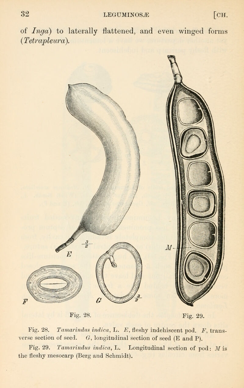 of Inga) to laterally flattened, and even winged forms (Tetrapleura). Fig. 28. Fig. 29. Fig. 28. Tamarindus indica, L. E, fleshy indehiscent pod. F, trans- verse section of seed. G, longitudinal section of seed (E and P). Fig. 29. Tamarindus indica, L. Longitudinal section of pod: M is the fleshy mesocarp (Berg and Schmidt).