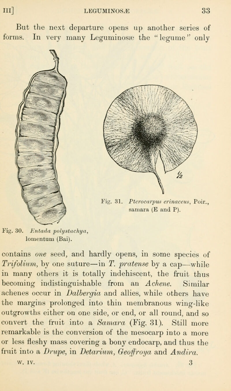 But the next departure opens up another series of forms. In very many Leguminosye the  legume only Fig. 31. Pterocarpus erinaceus, Poir., samara (E and P). Fig. 30. Entada poly stack ija, lomentum (Bai). contains one seed, and hardly opens, in some species of Trifoliwm, by one suture—in T. pratense by a cap—while in many others it is totally indehiscent, the fruit thus becoming indistinguishable from an Achene. Similar achenes occur in Dalbergia and allies, while others have the margins prolonged into thin membranous wing-like outgrowths either on one side, or end, or all round, and so convert the fruit into a Samara (Fig. 31). Still more remarkable is the conversion of the mesocarp into a more or less fleshy mass covering a bony endocarp, and thus the fruit into a Drupe, in Detarium, Geoffroya and Andira. w. iv. 3